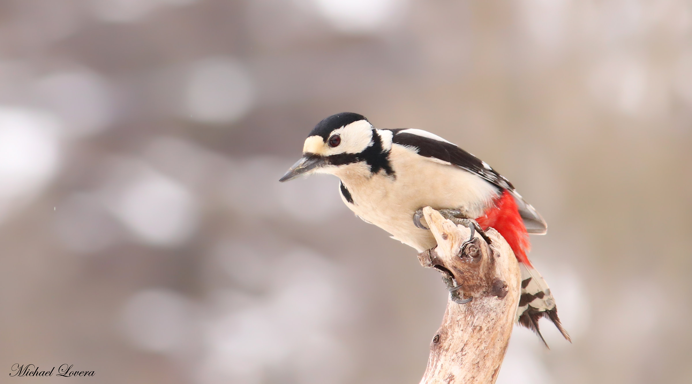 The Woodpecker ...