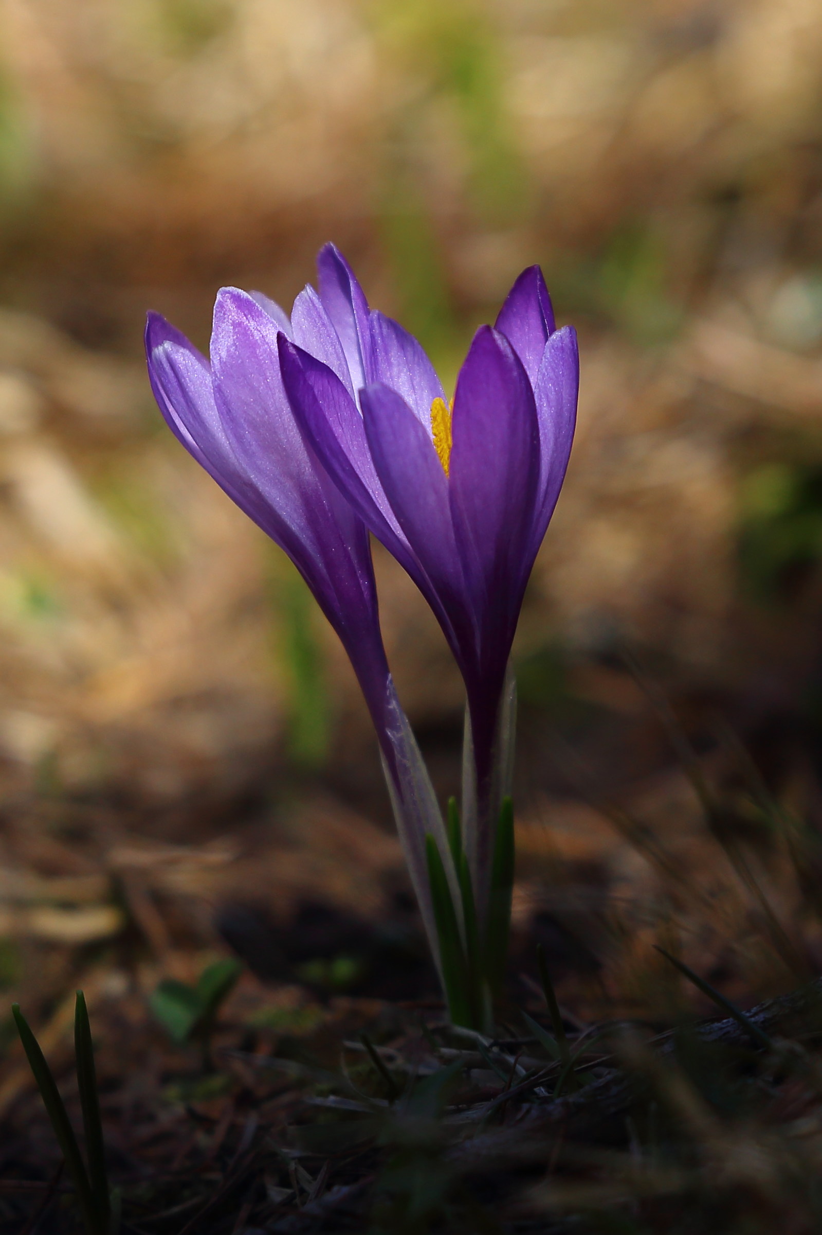Arrivati ...finalmente i crocus!
