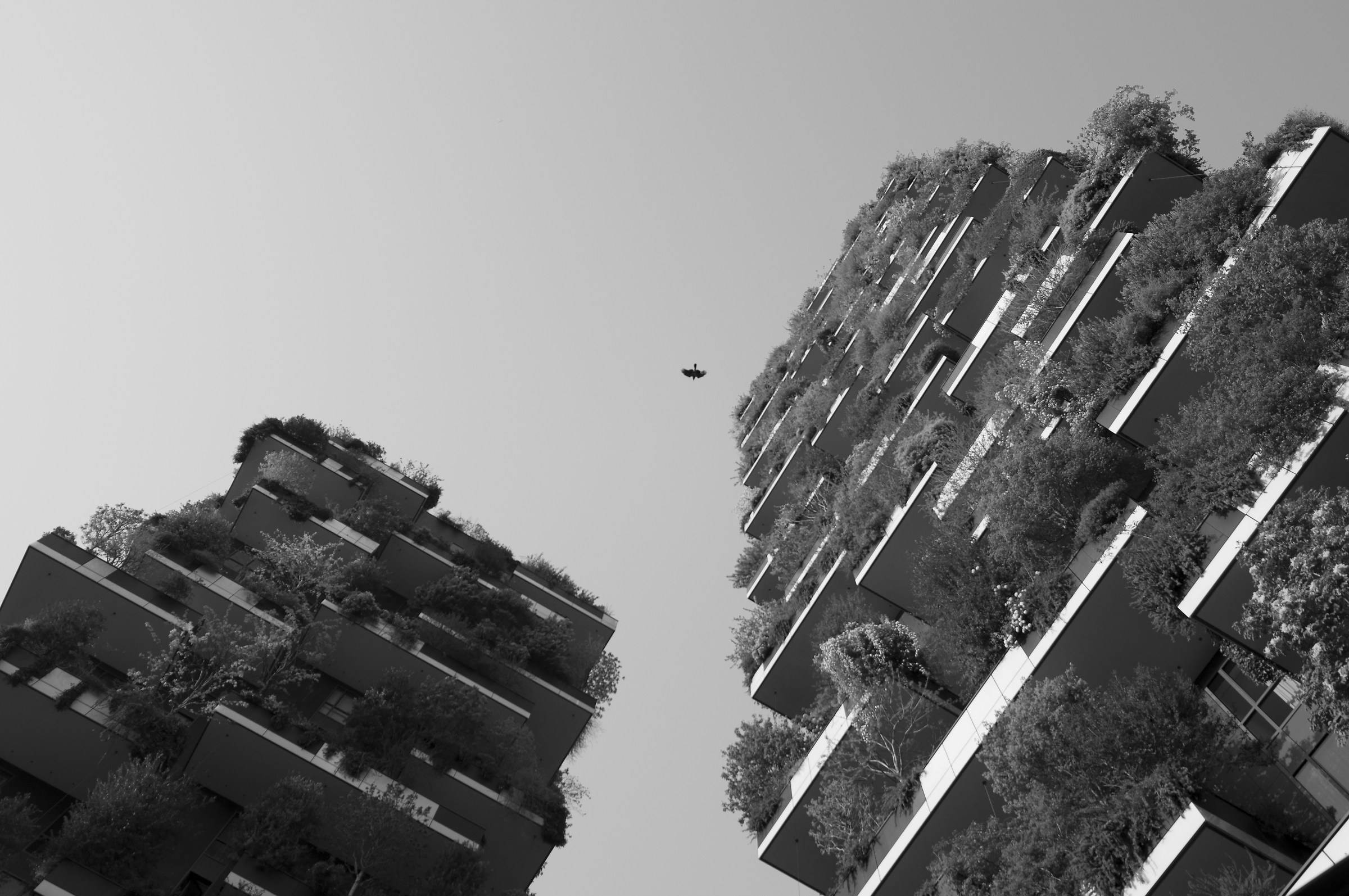 Bosco verticale con intruso