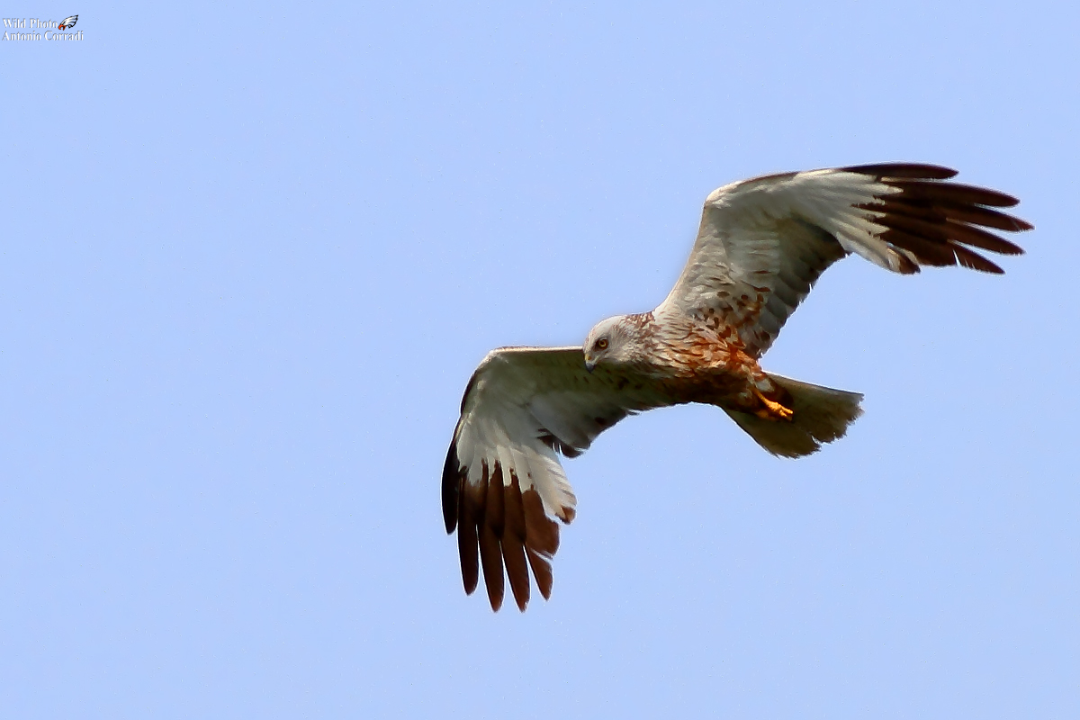 Falco di palude maschio