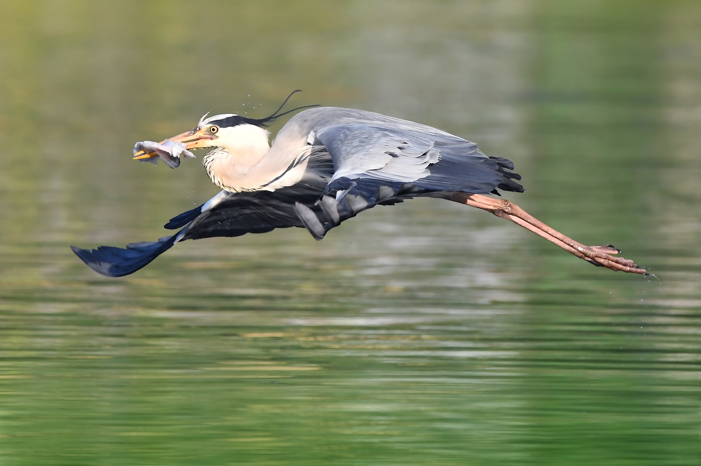 Cinerino a volo radente