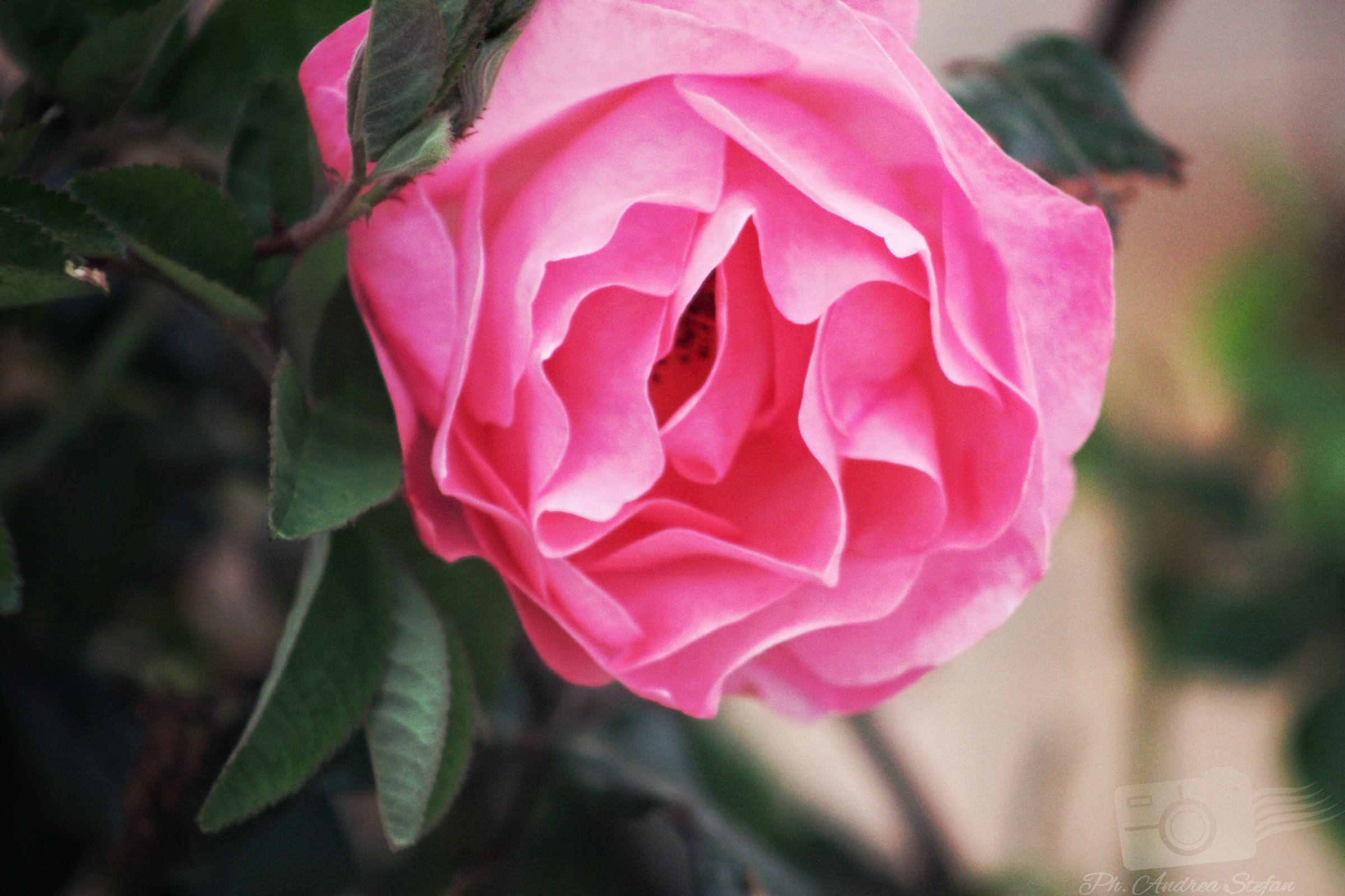 Flowers in the country