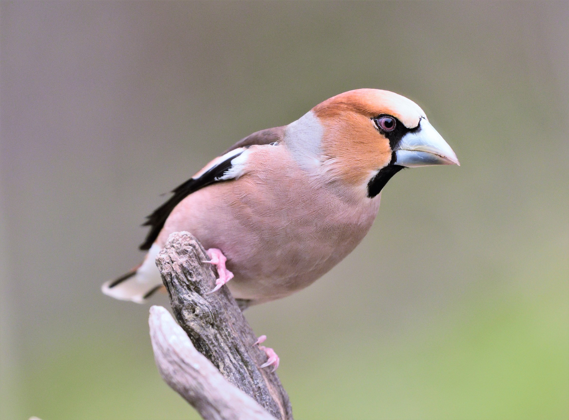 hawfinch male