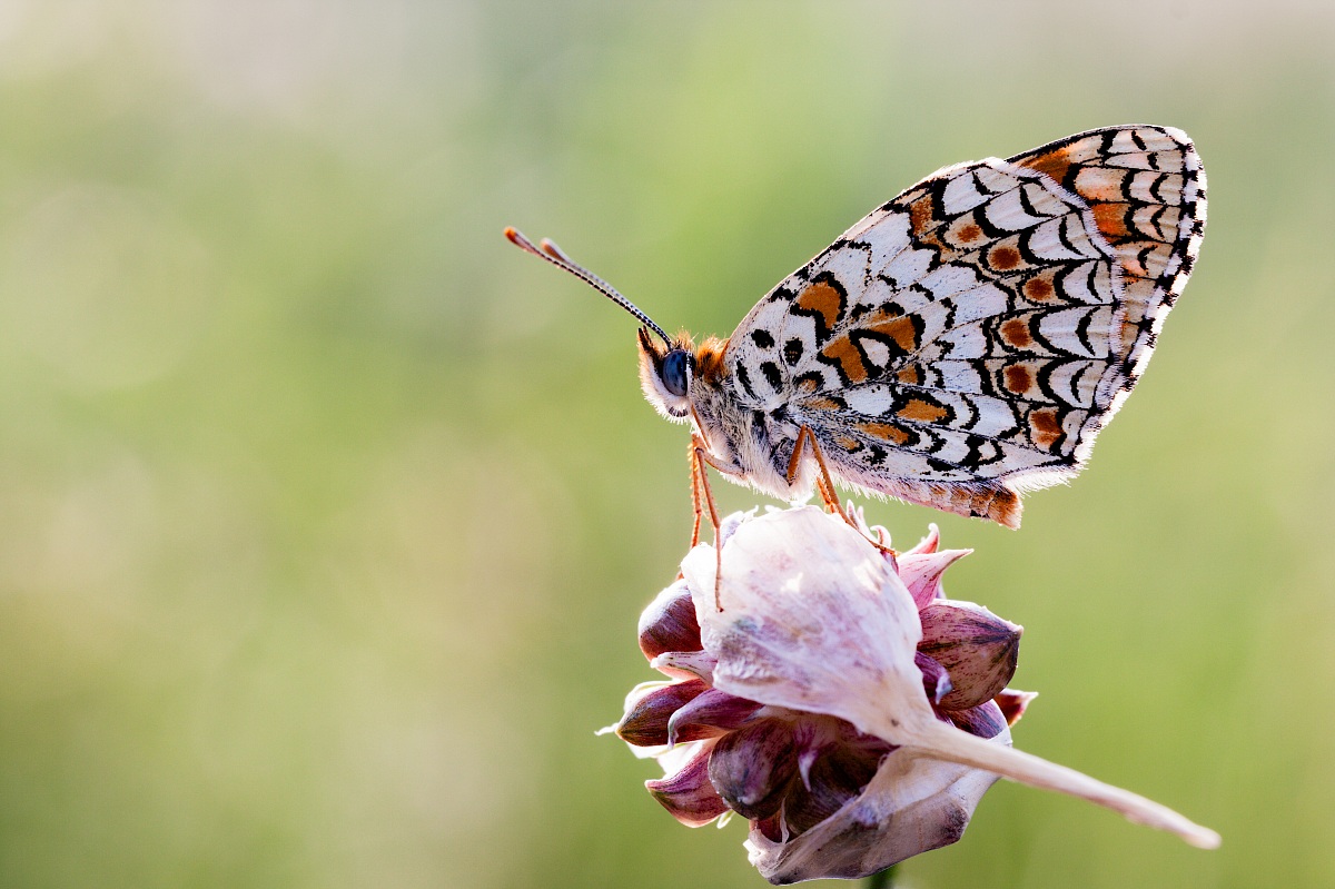 Melitaea