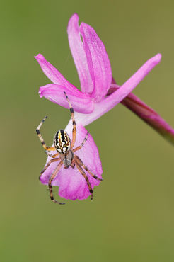 Anacamptis laxiflora