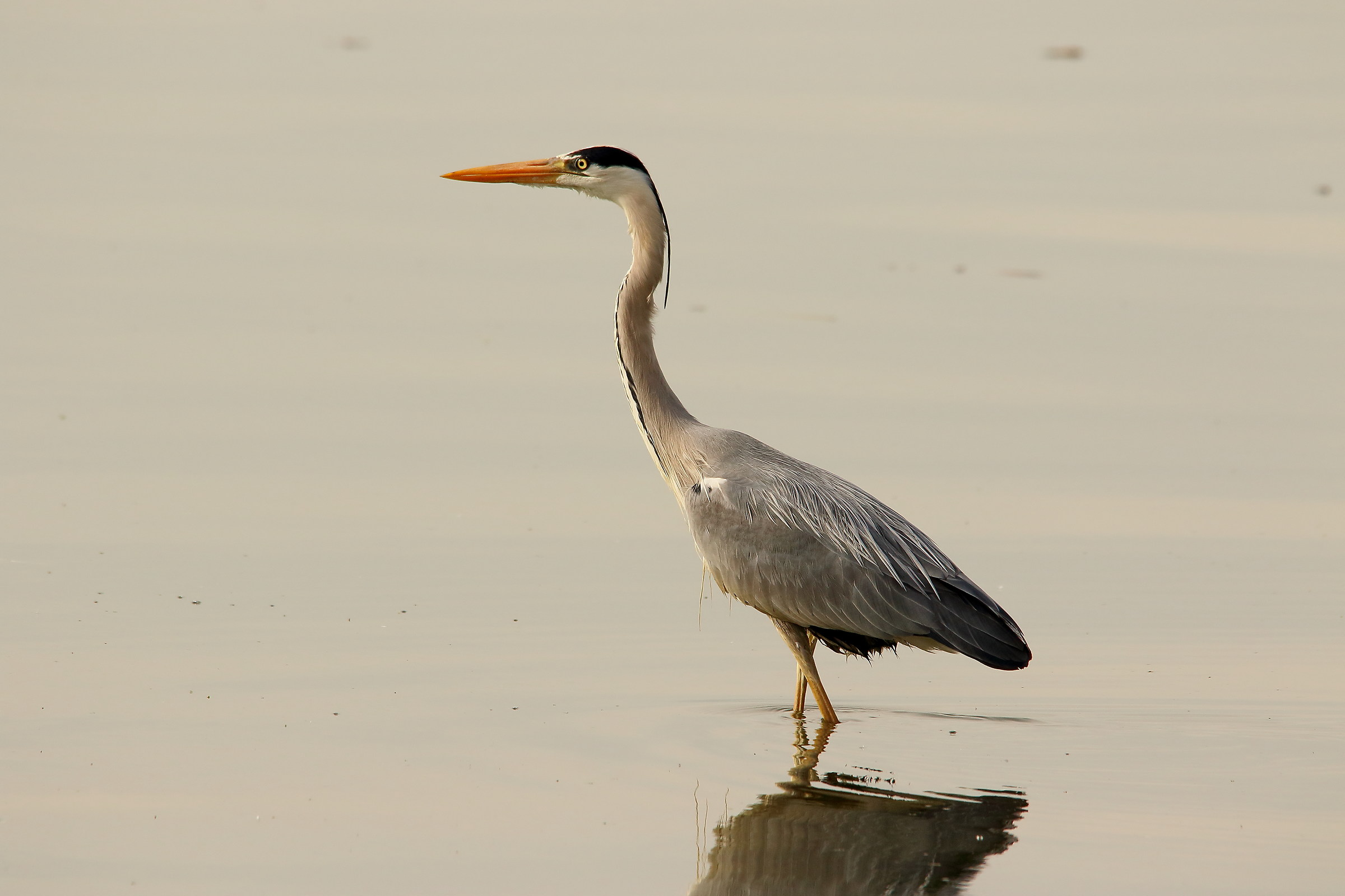 CienSino Heron