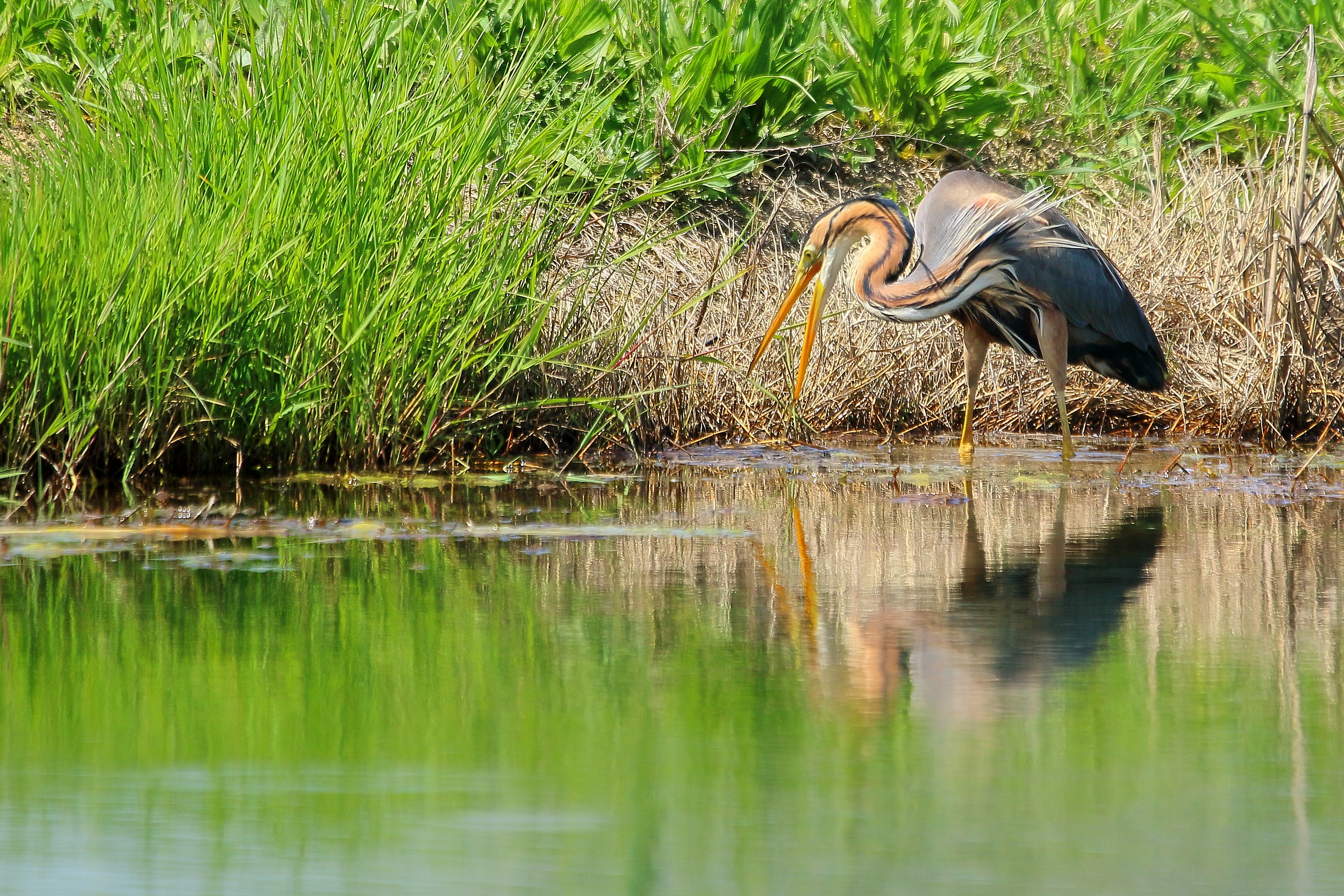 Purple Heron