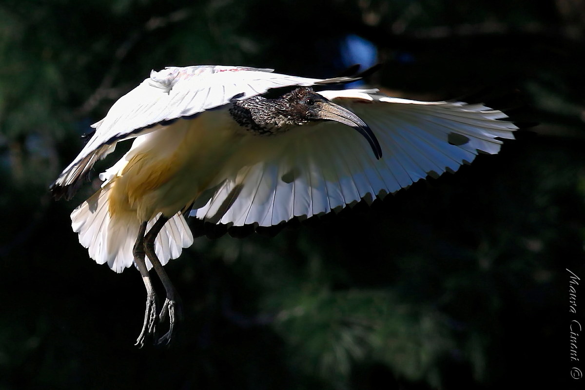 African Sacred Ibis