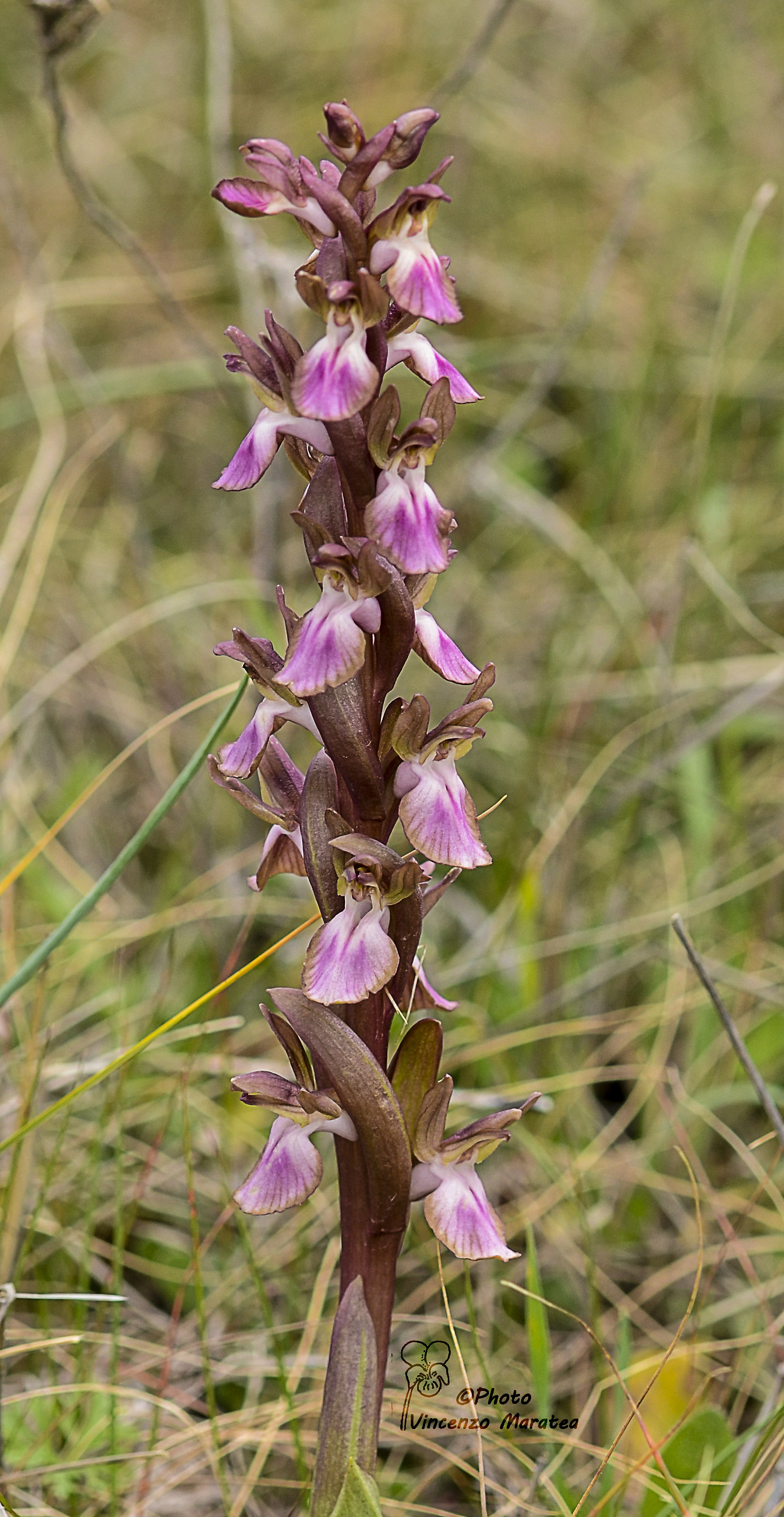 Anacamptis collina