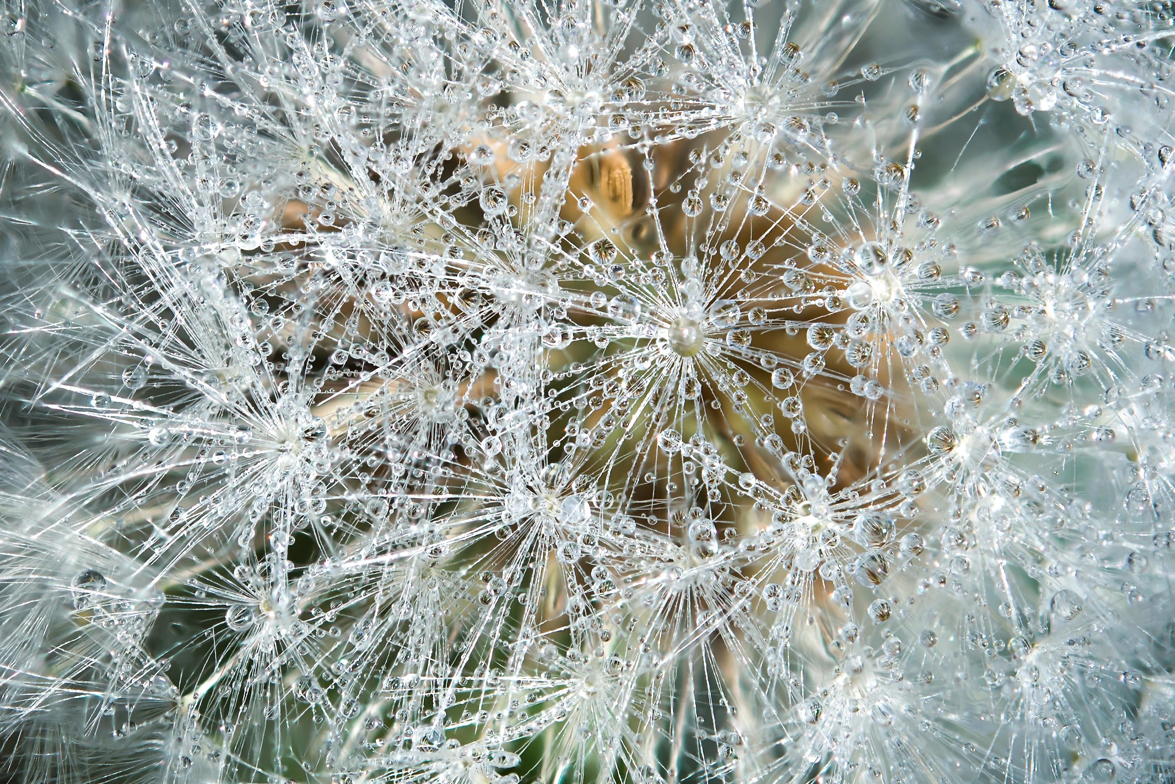 The weight of the dew ...