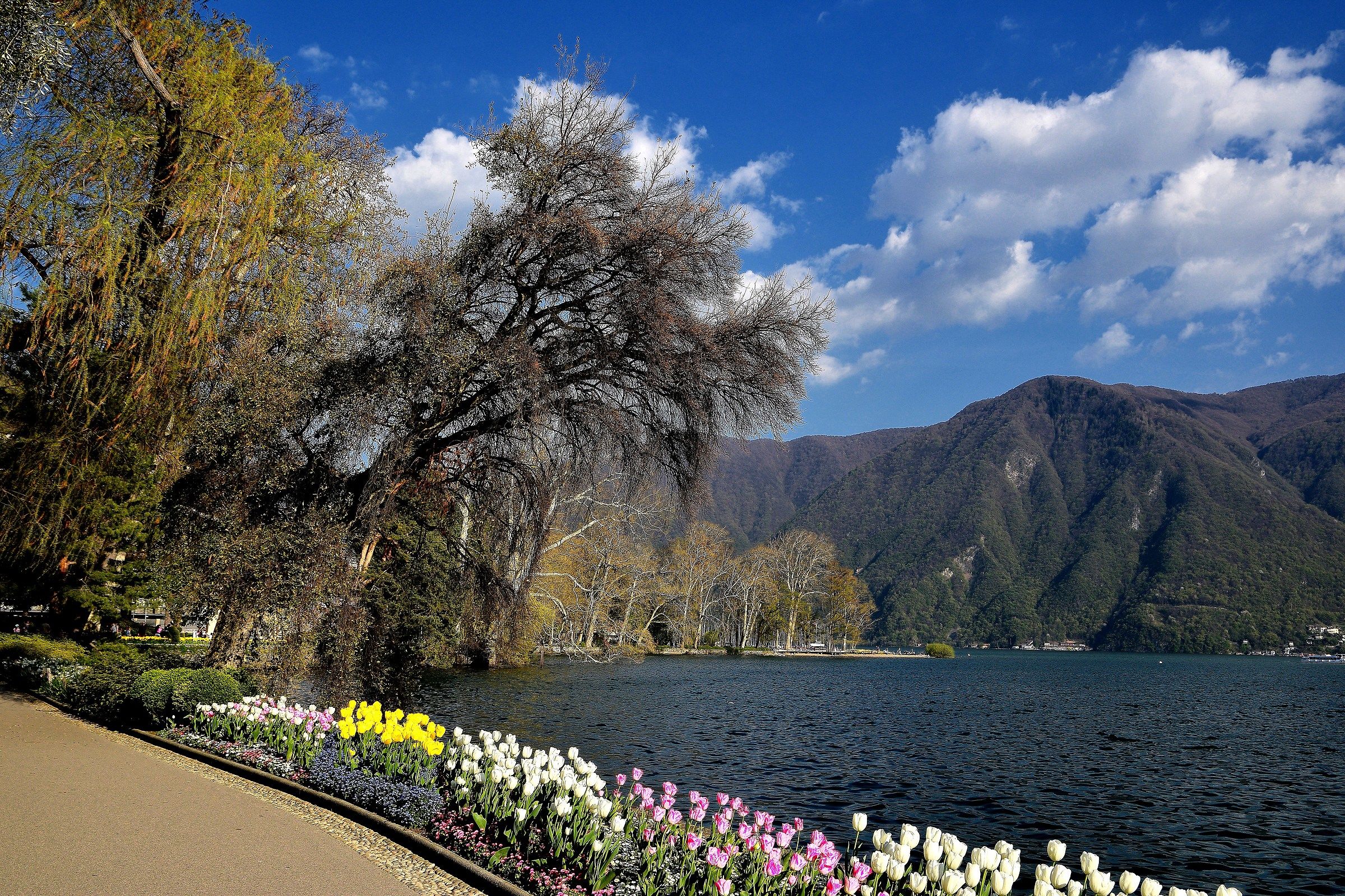 Ciani Park in bloom