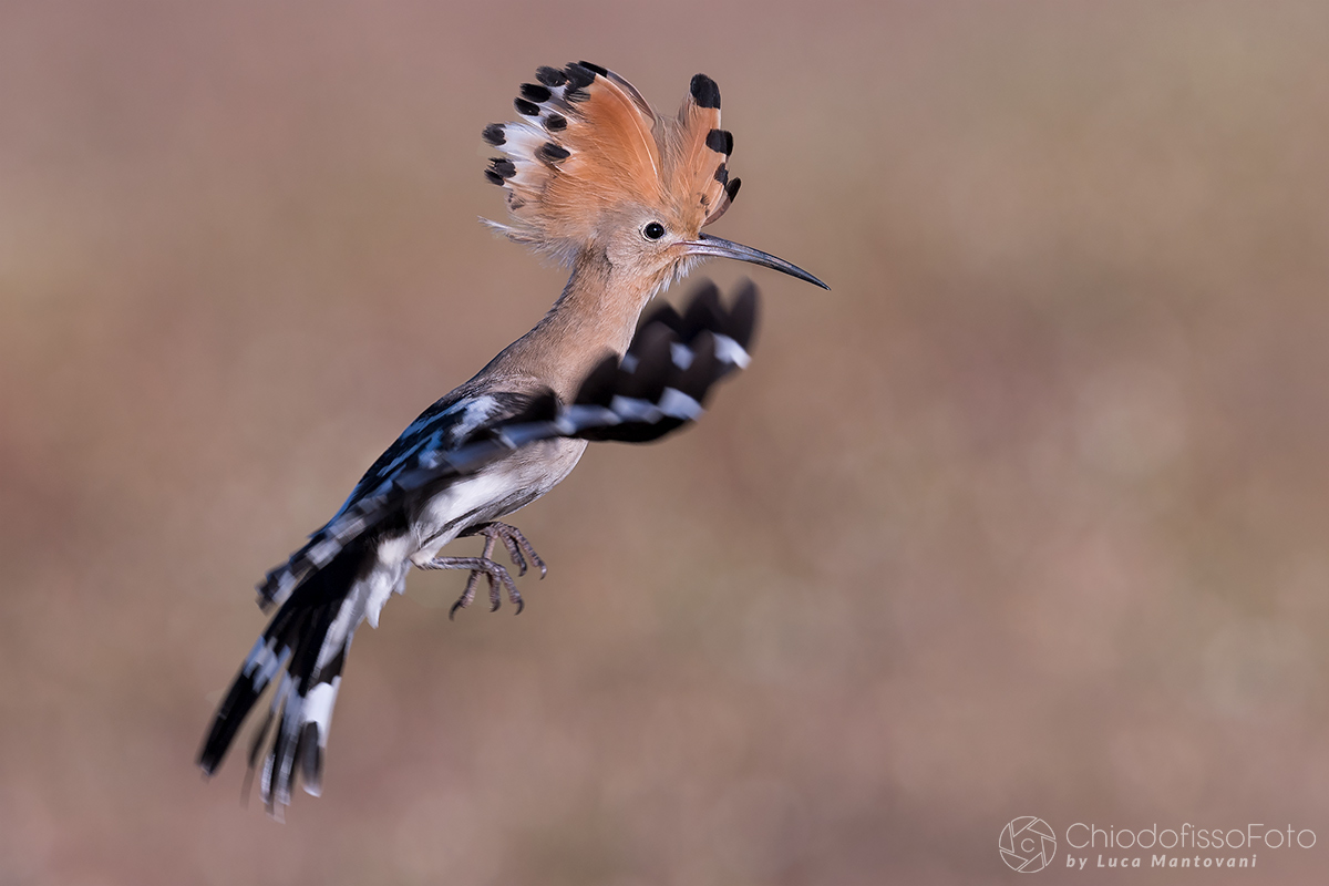 Hoopoe 2017-are coming ...