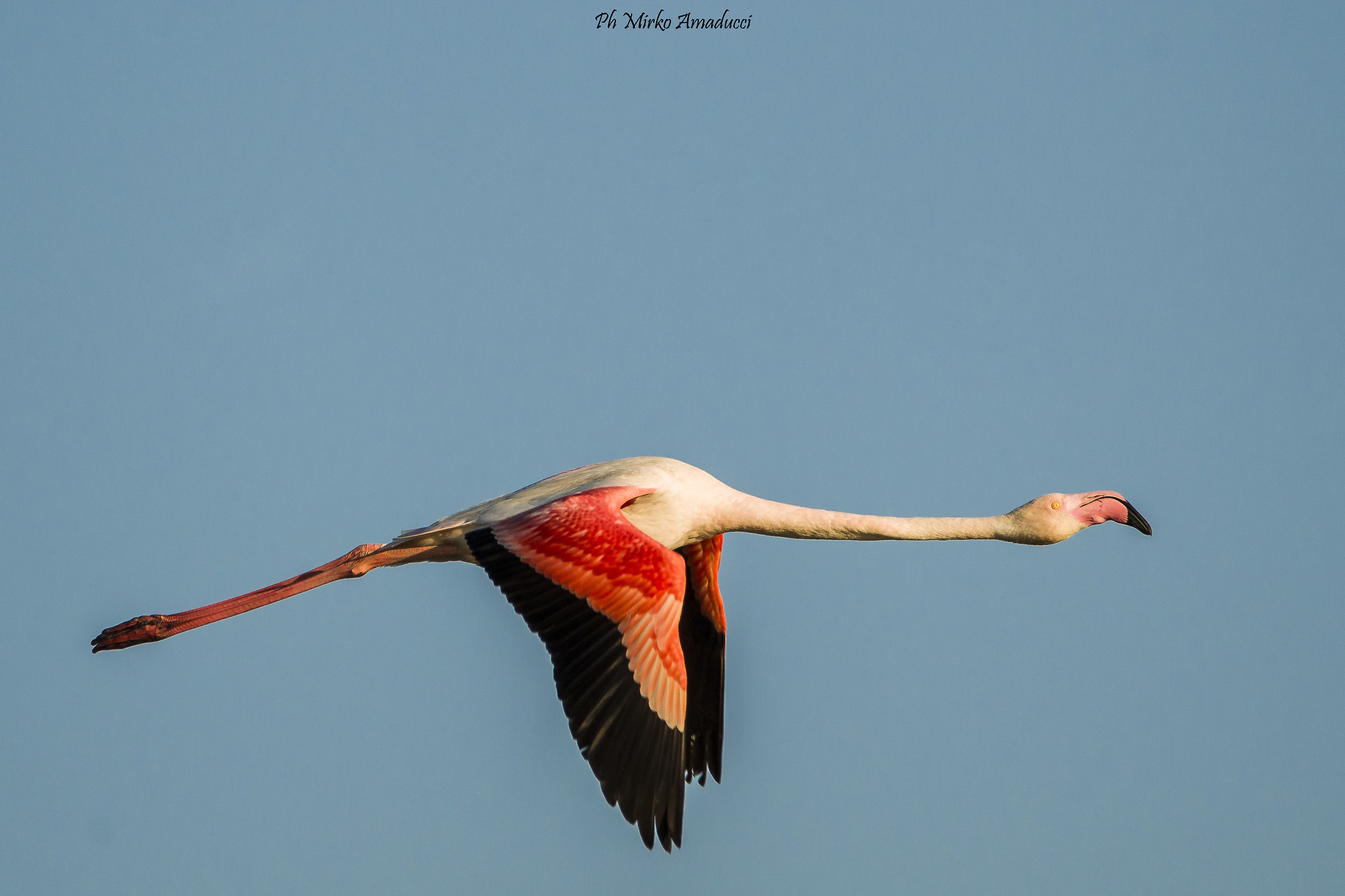 Fenicottero in volo ....