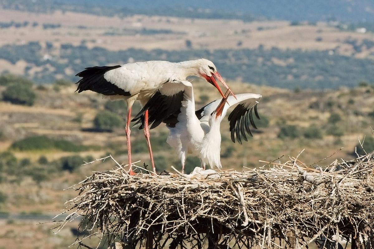 Storks (Ciconia Ciconia)