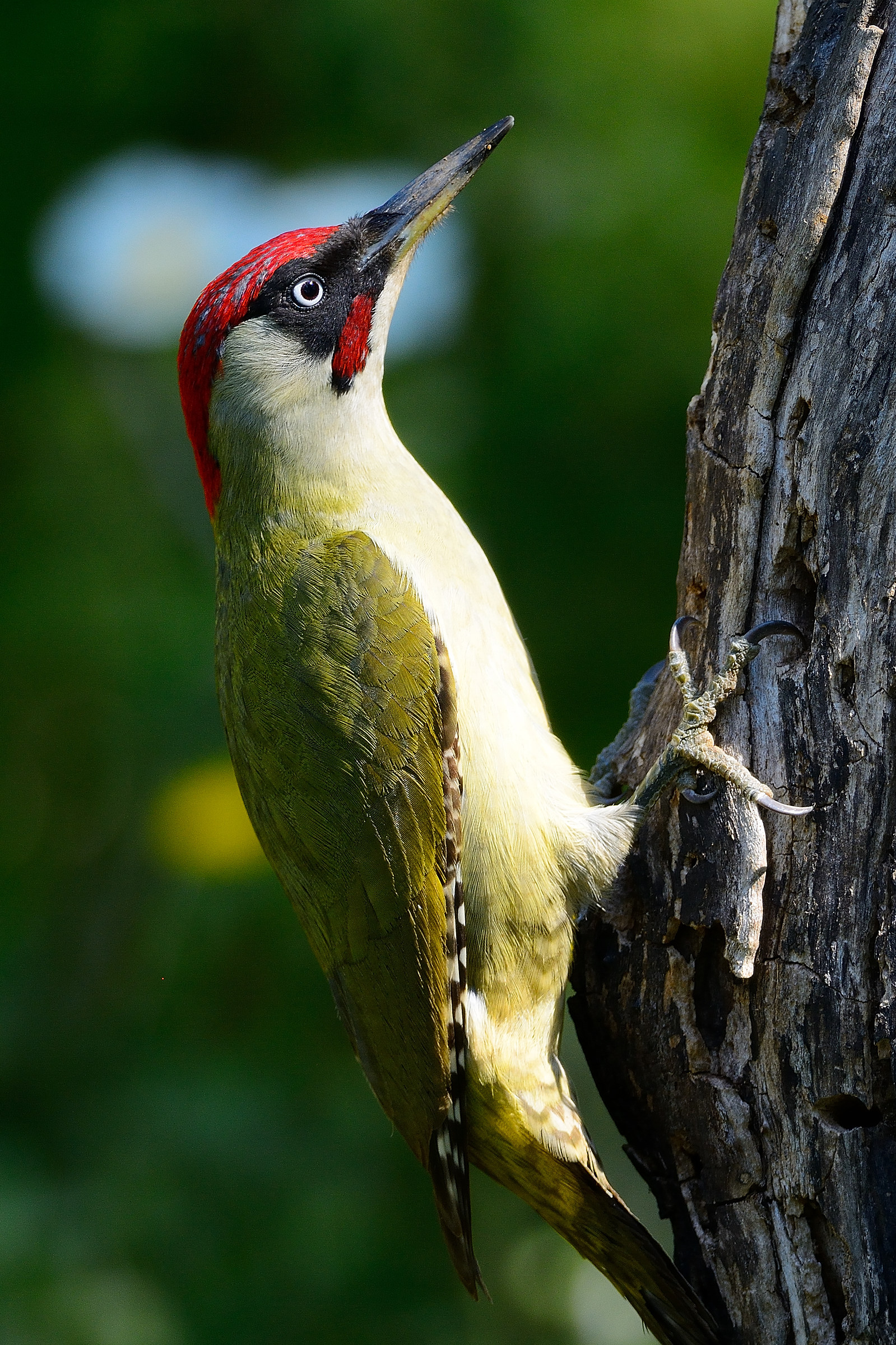 Picchio verde maschio
