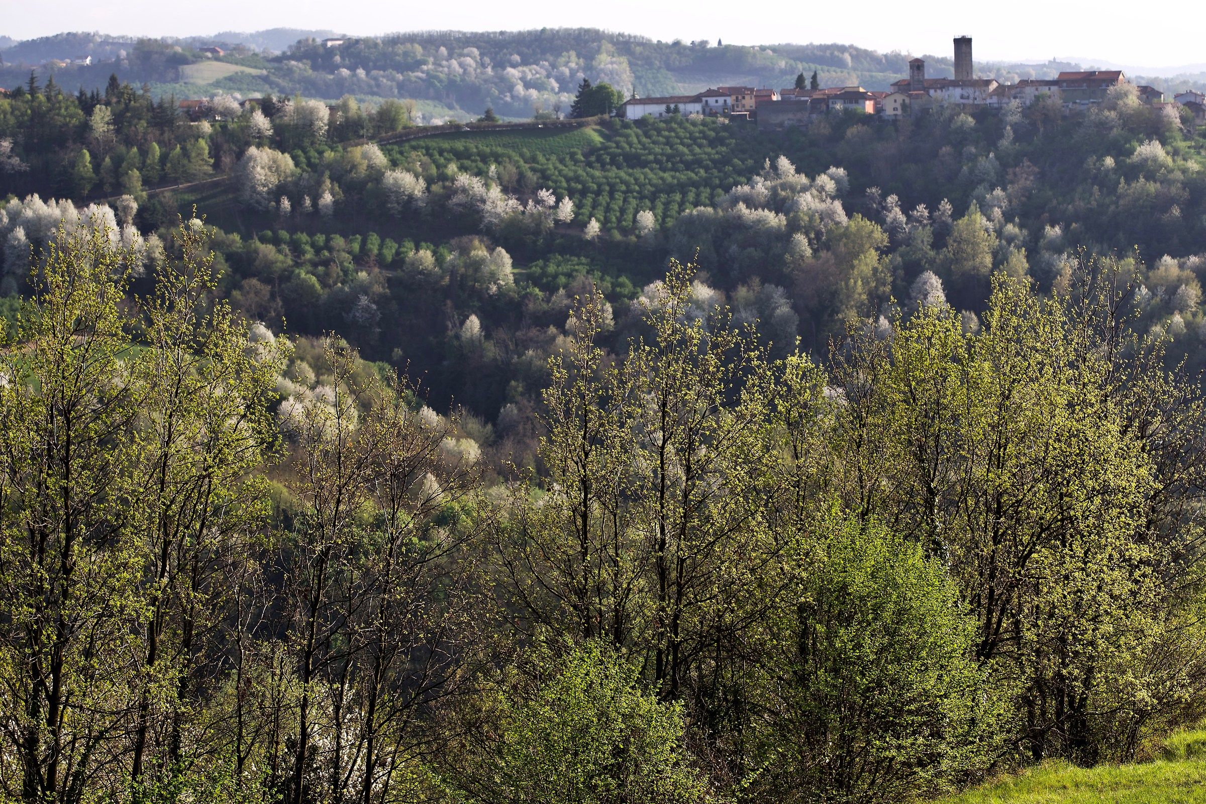 Albaretto della Torre