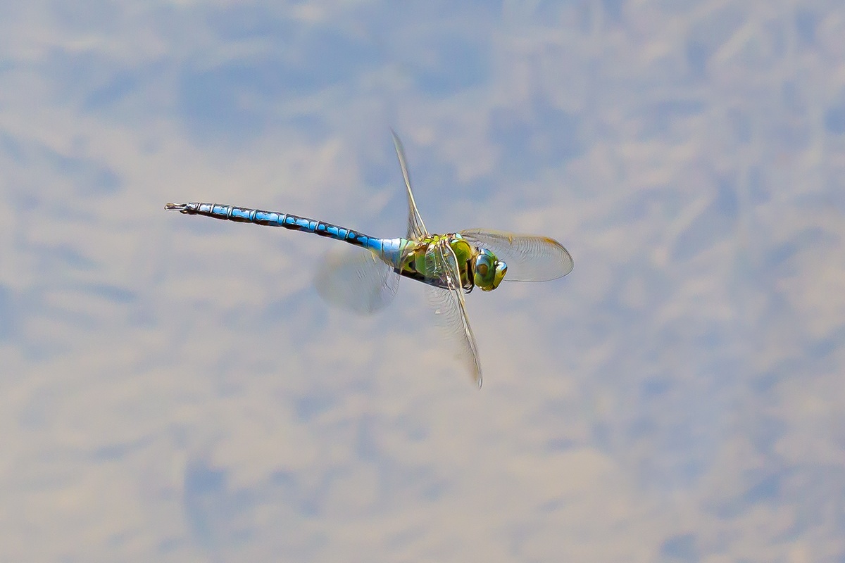 ... in volo... al volo!