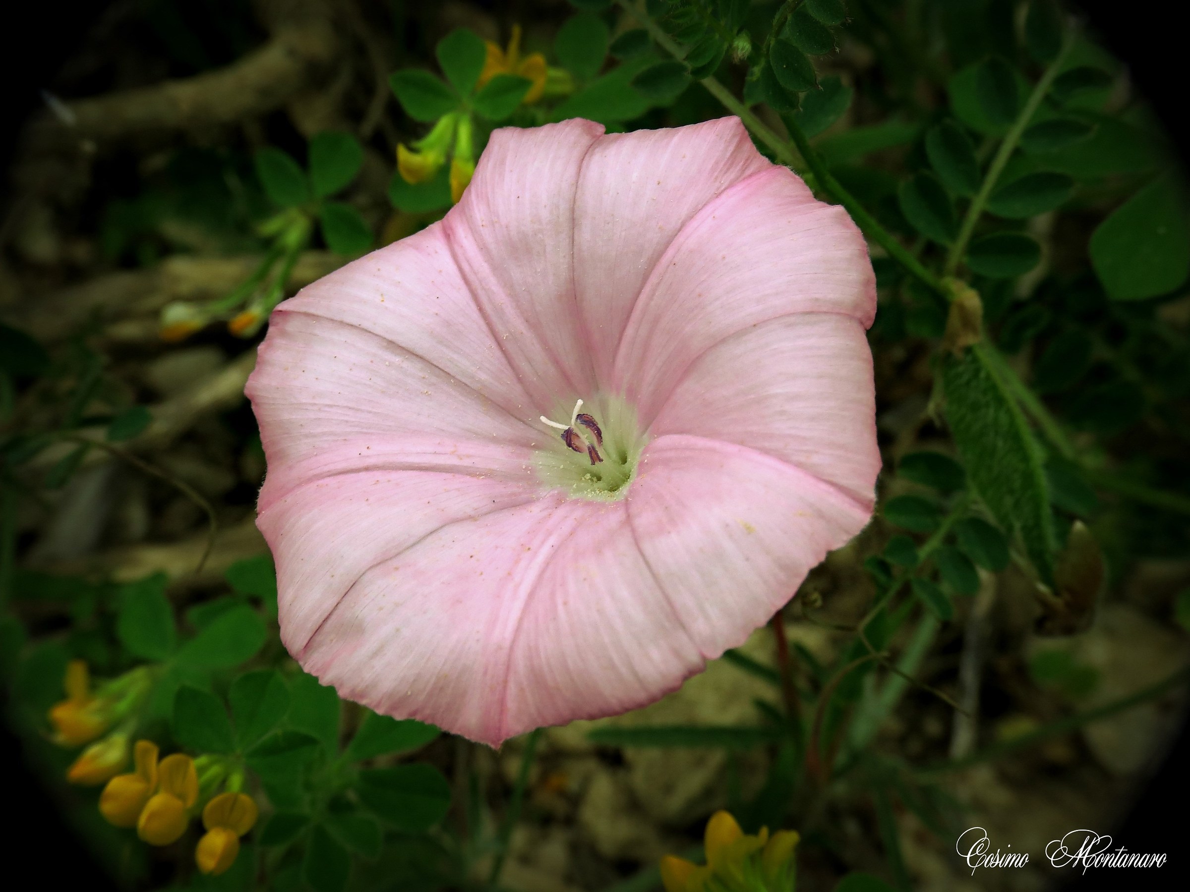 Convolvulus elegantissimus Mill.