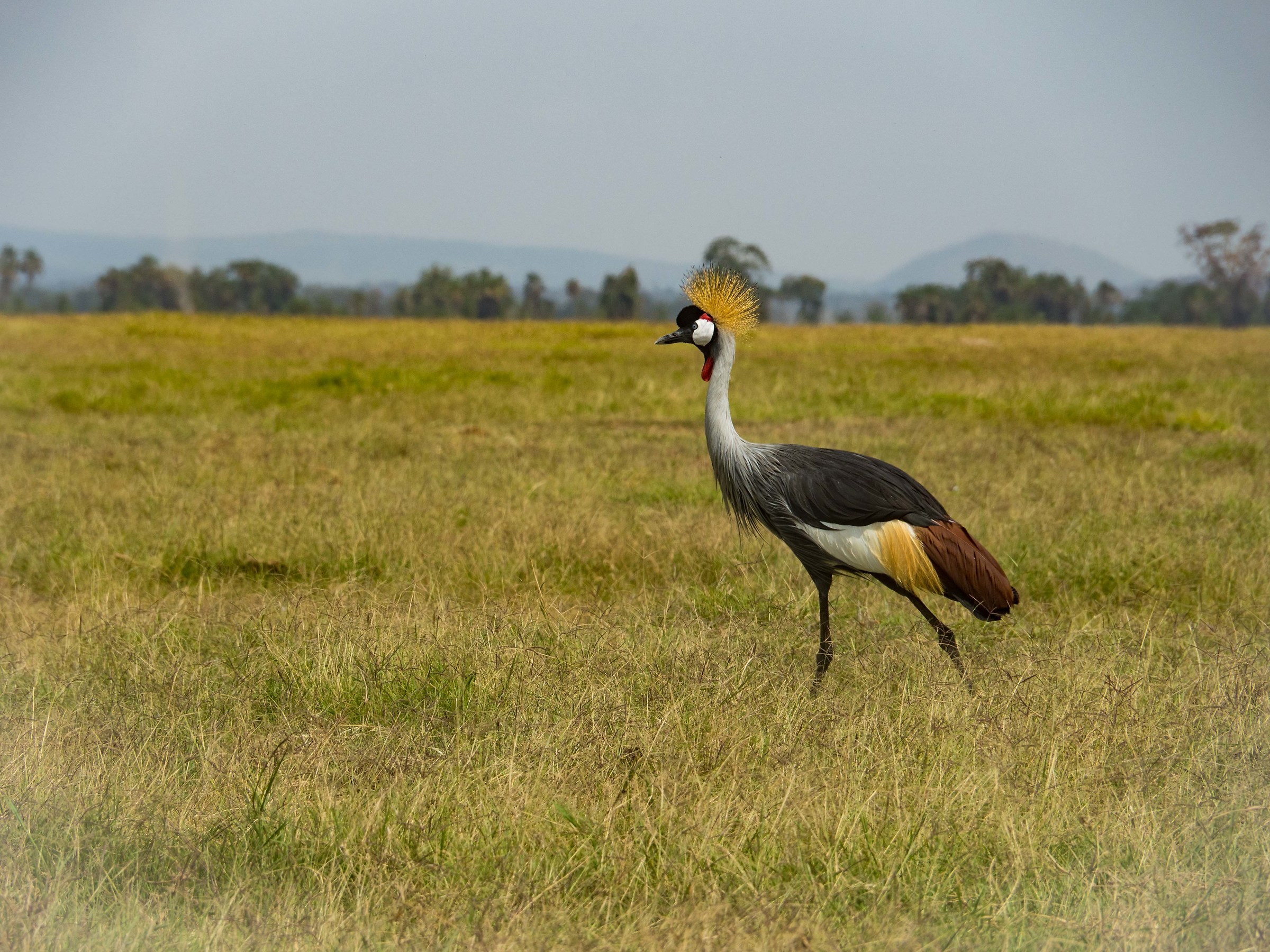 the crane of the Savannah
