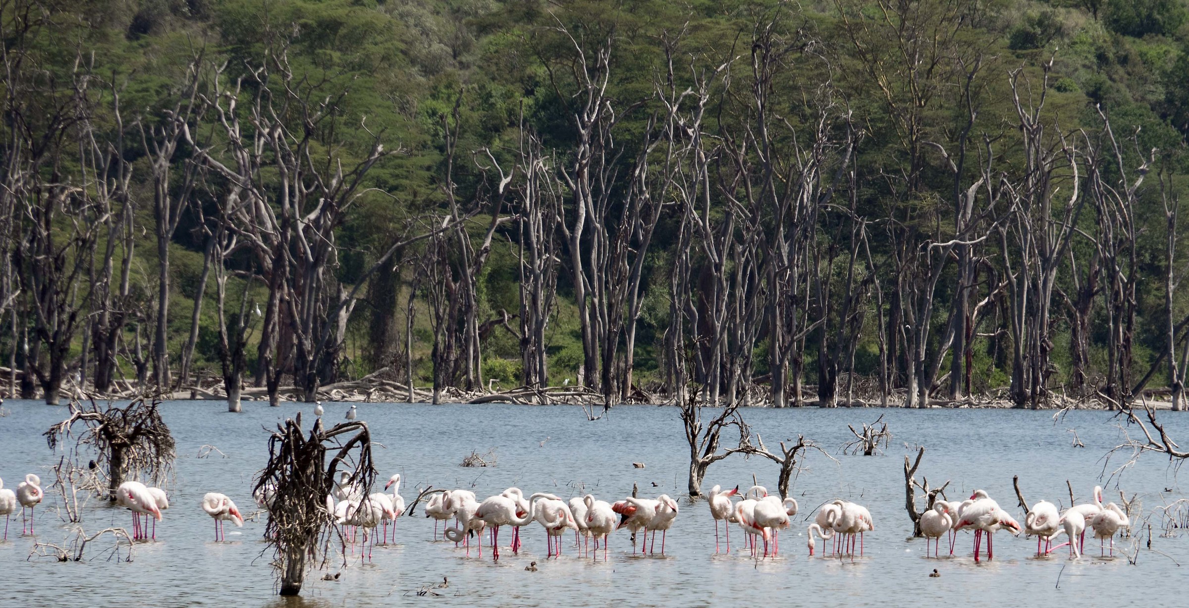 the colors of life and death