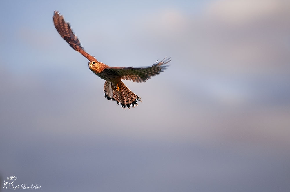 Kestrel - Kestrel