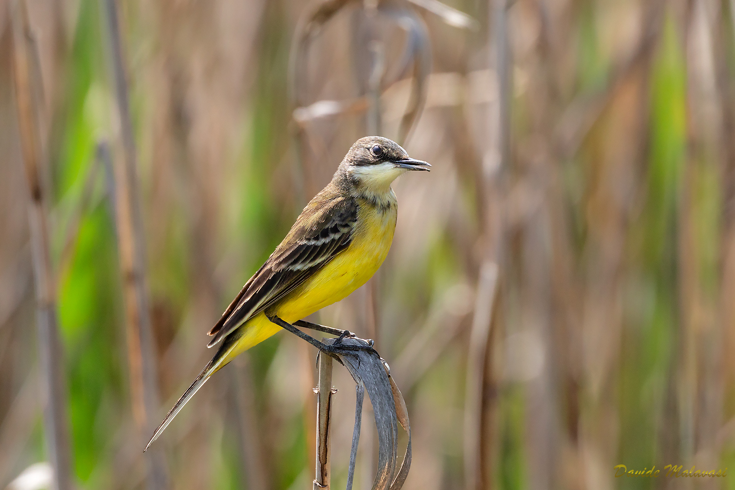 Yellow Wagtail