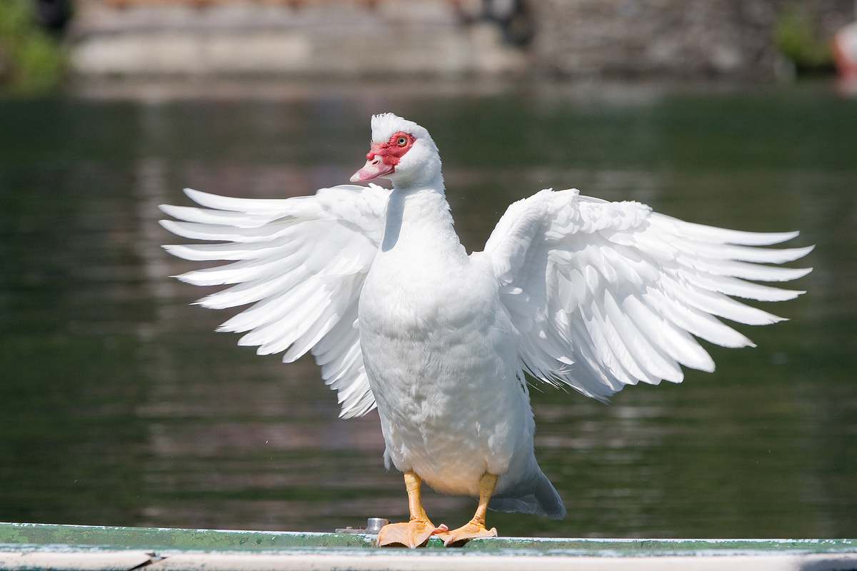 Anatra muschiata o anatra muta (Cairina moschata)
