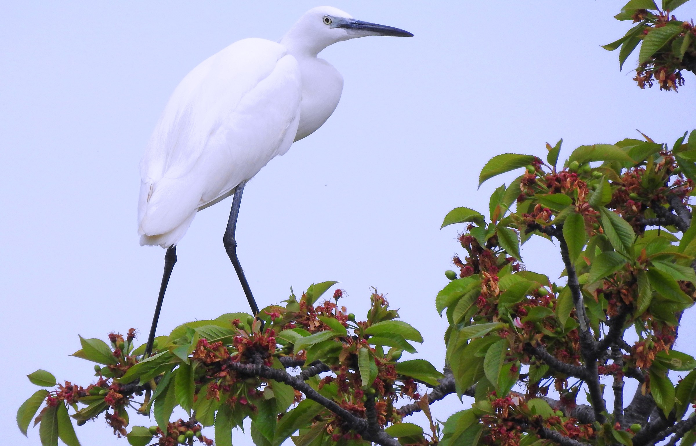 Aspettando che maturino le ciliegie