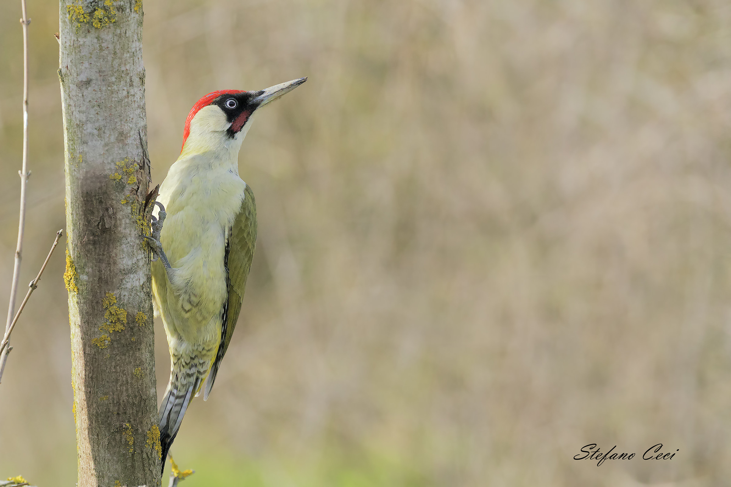 green woodpecker