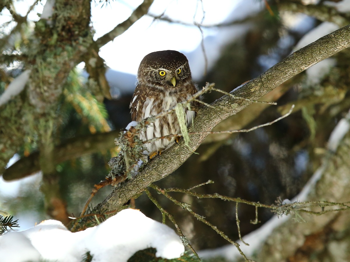 Pygmy Owl