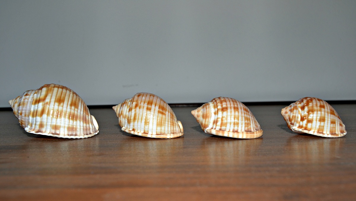 shells