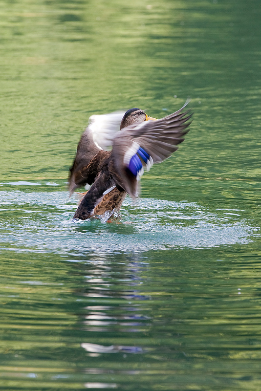 Mallard (Anas platyrhynchos).