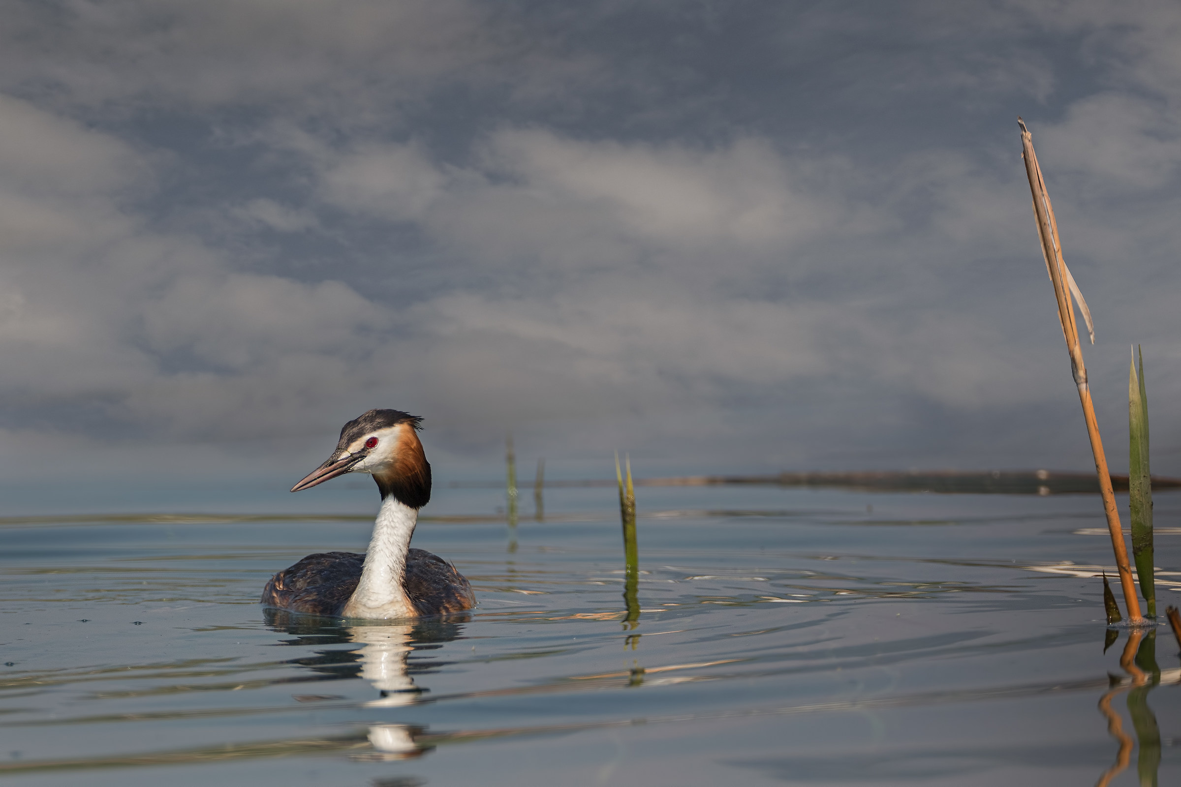 Svasso maggiore ambientato