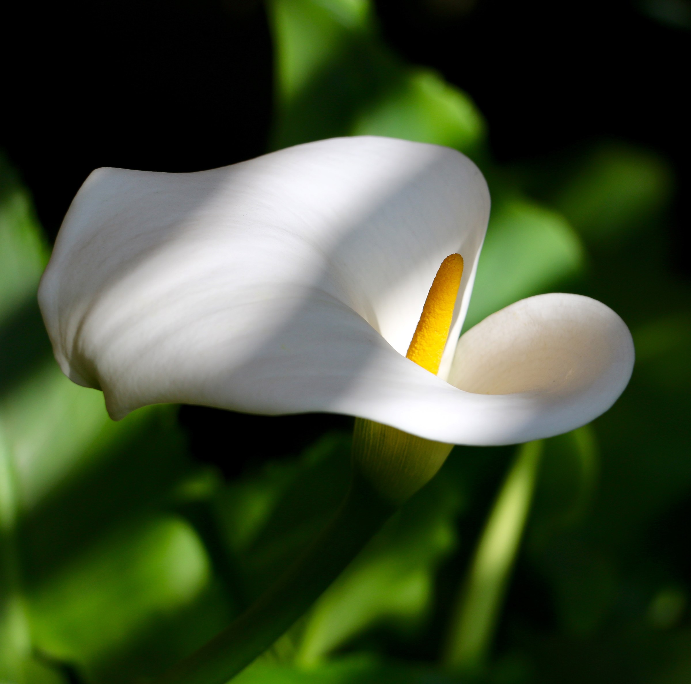 Zantedeschia aethiopica.
