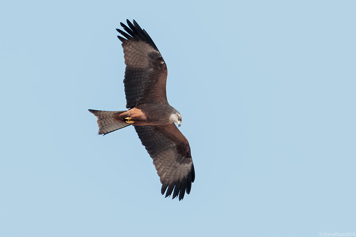 Black kite