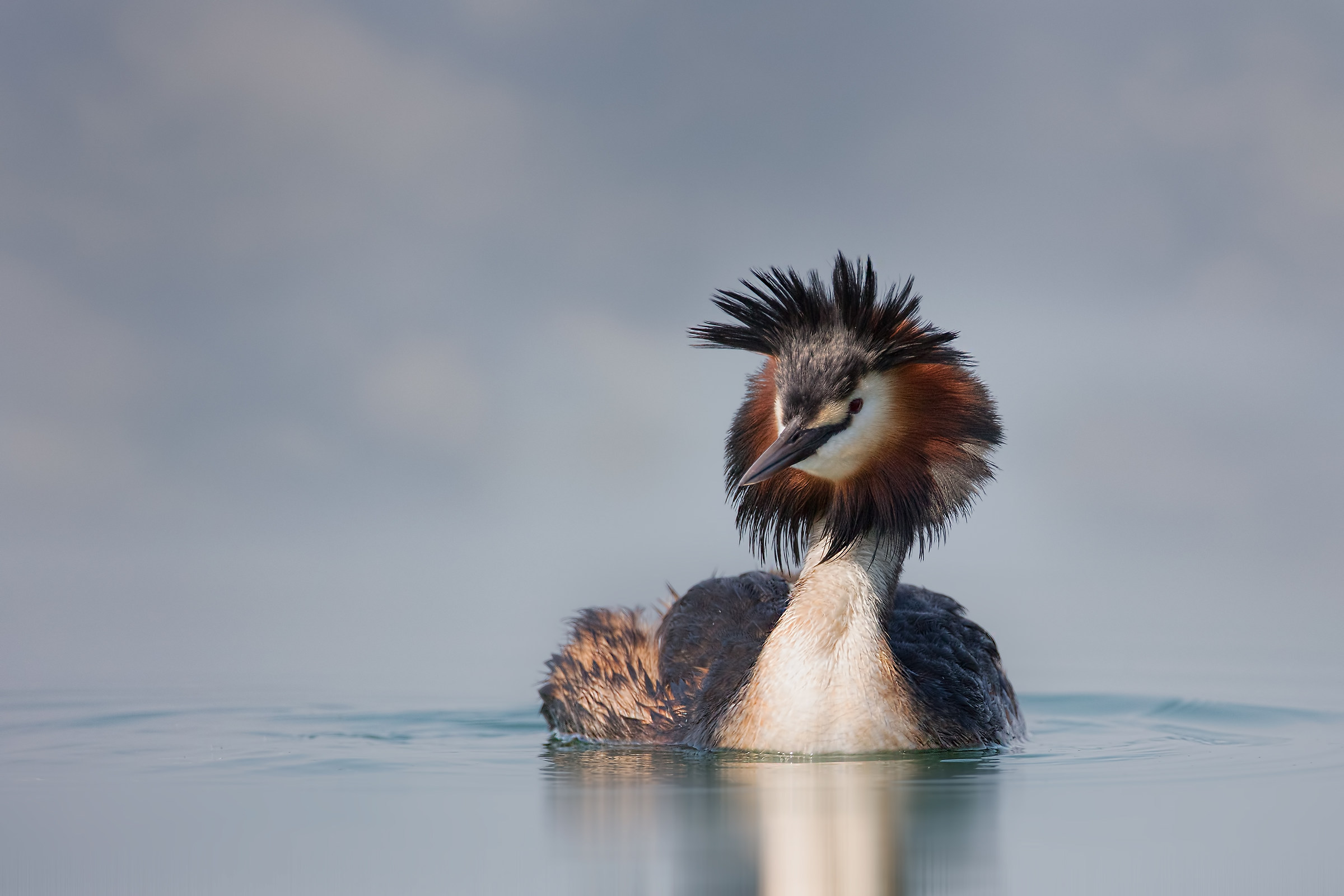 Ritratto di Svasso maggiore in abito nuziale