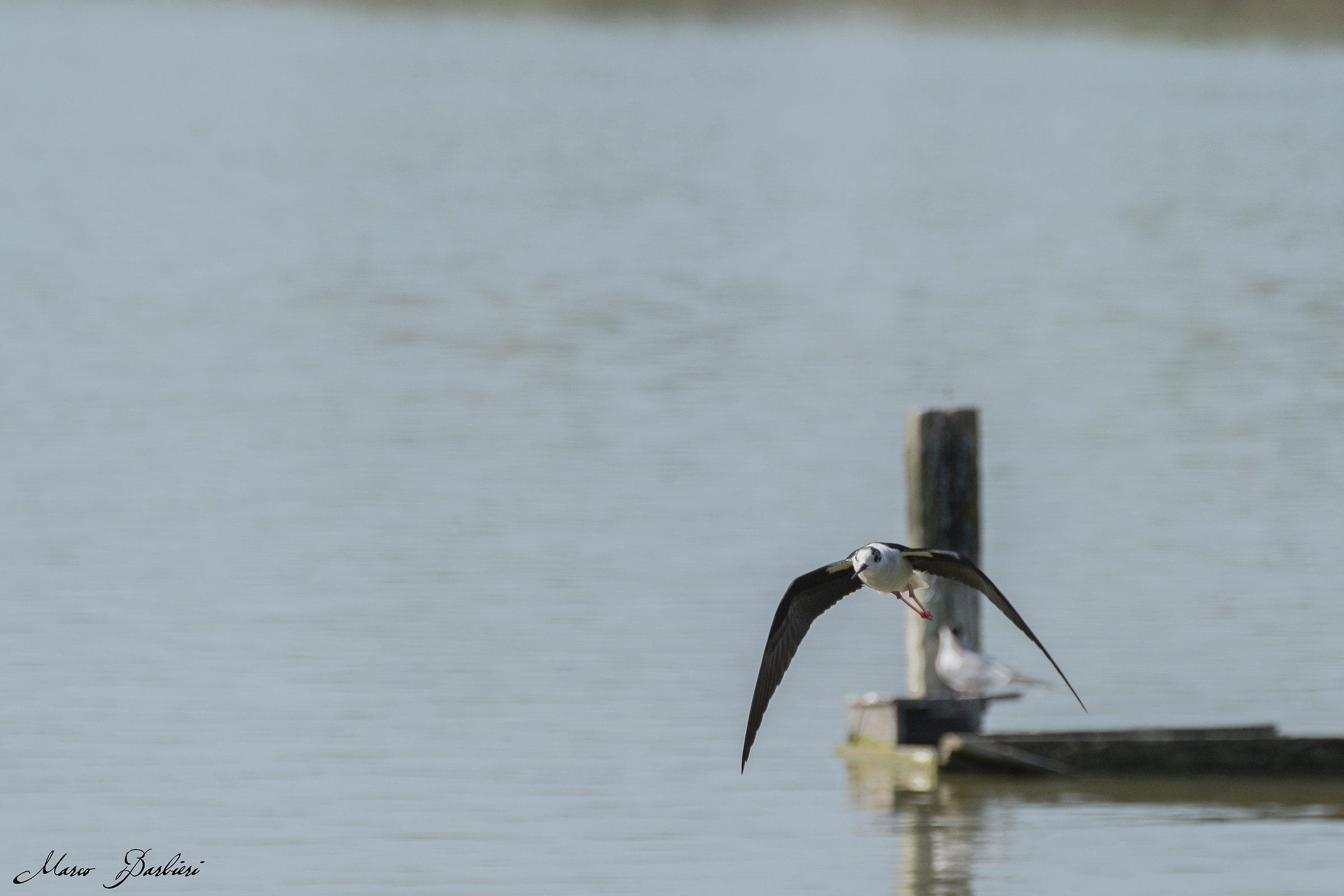 Cavaliere d'Italia femmina in volo