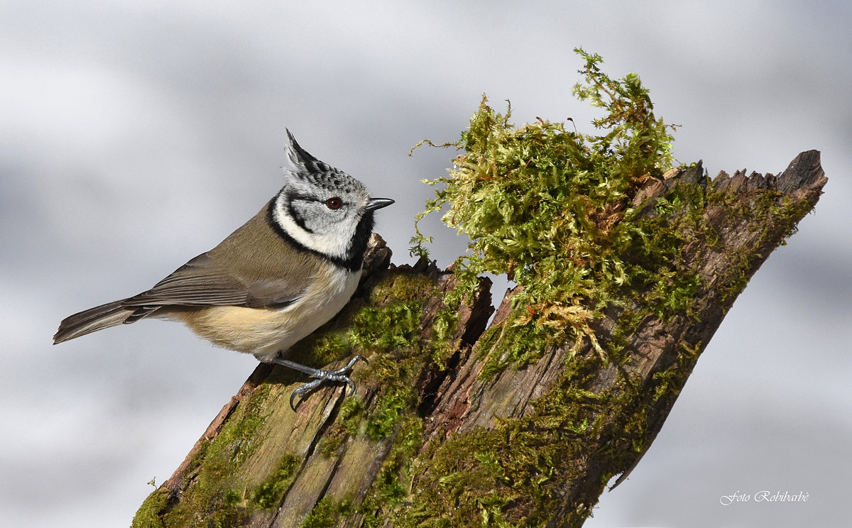 Crested tit. ..