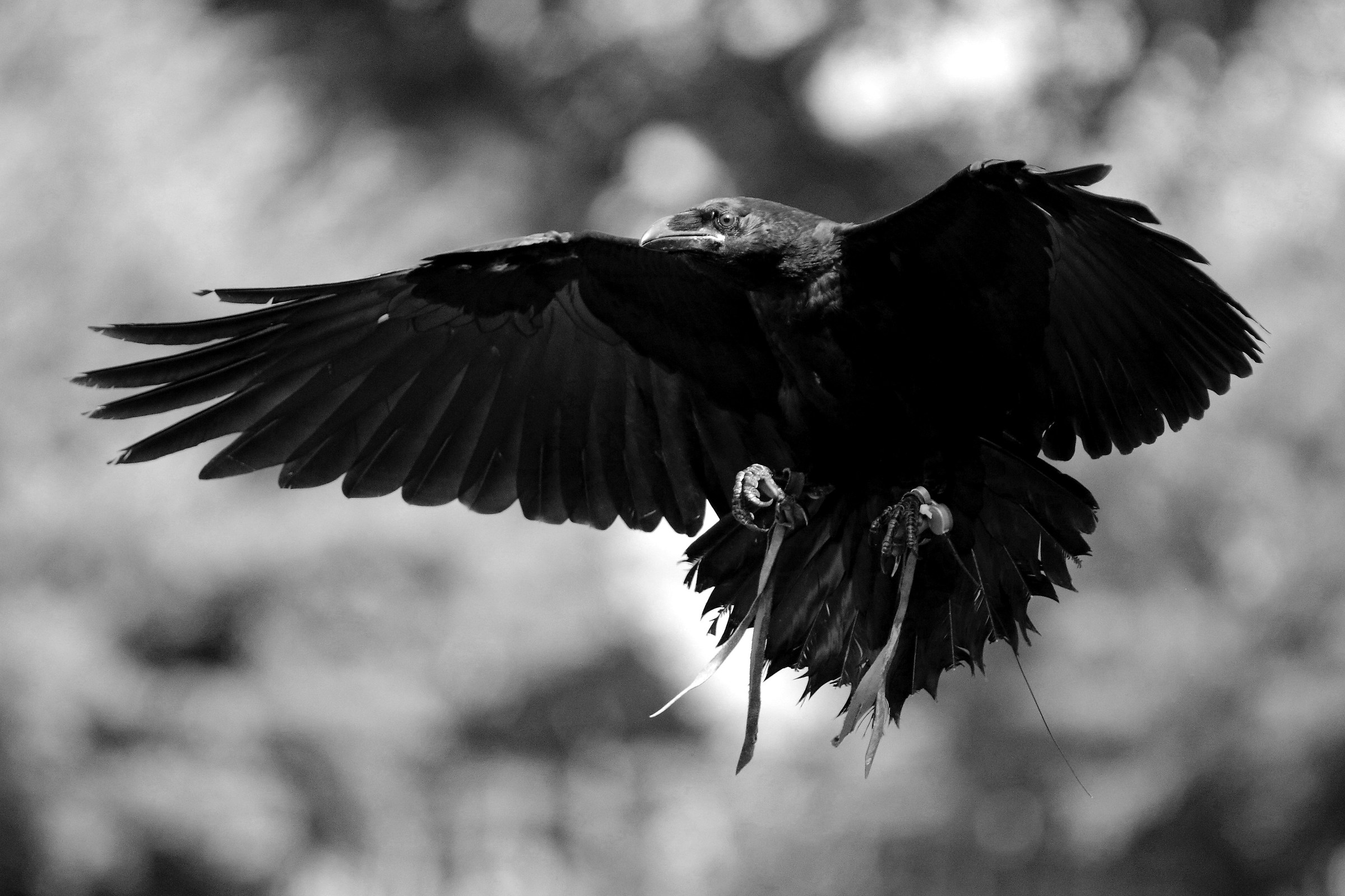 Raven-Falconry