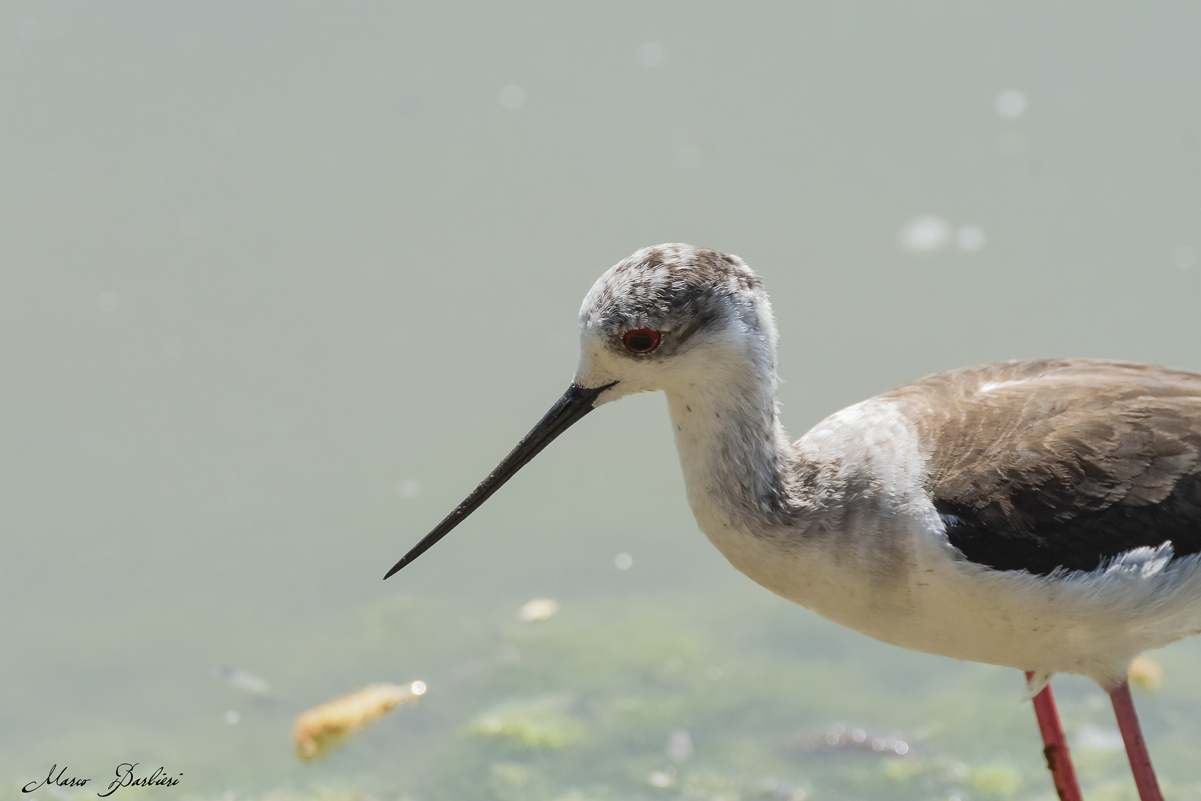 Primo piano Cavaliere d'Italia