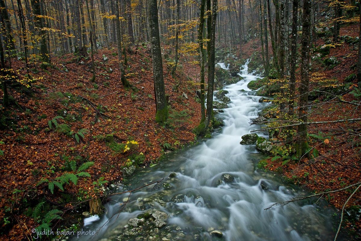 the autumn stream
