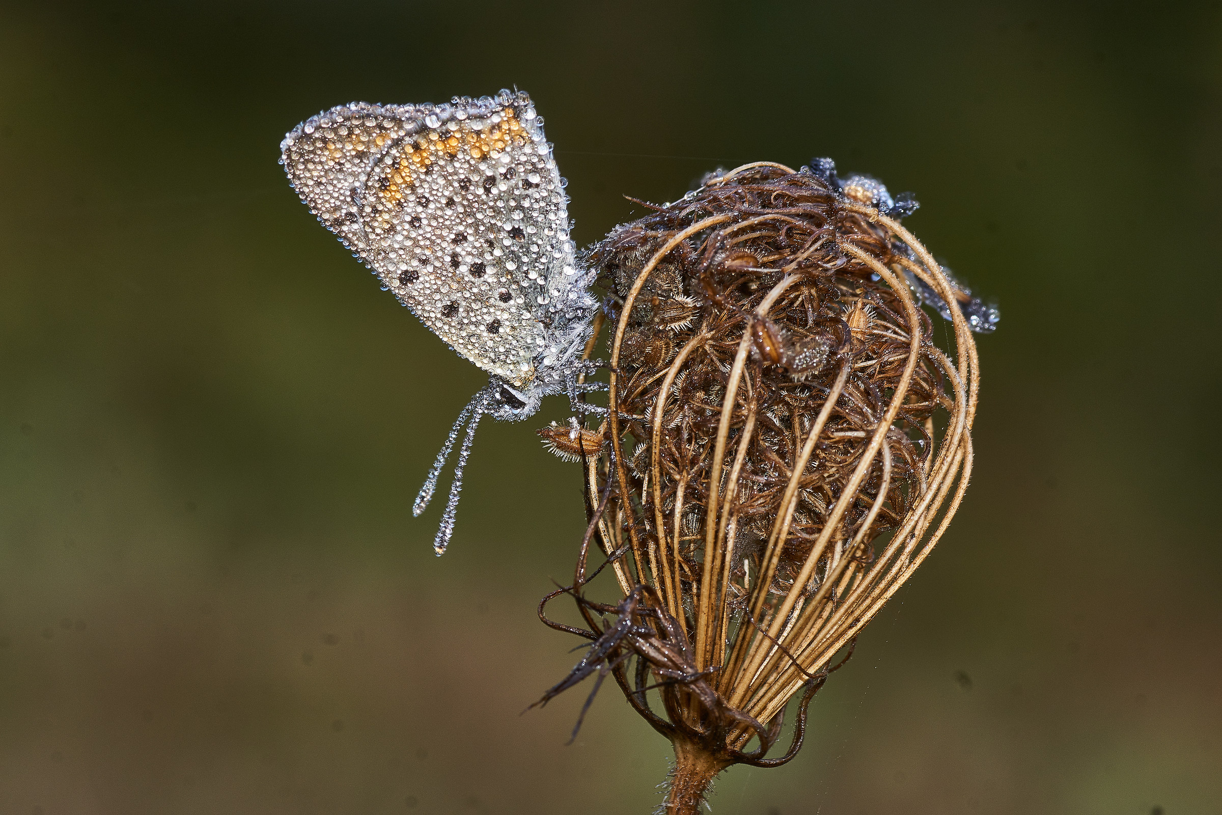 Dew (with dirty sensor, damn!)