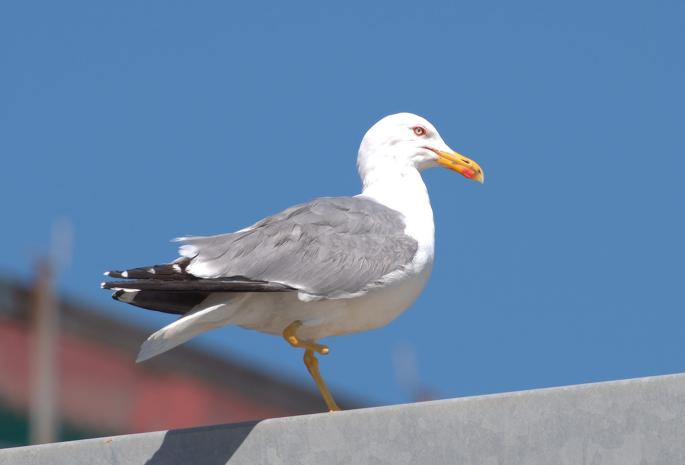 Seagull