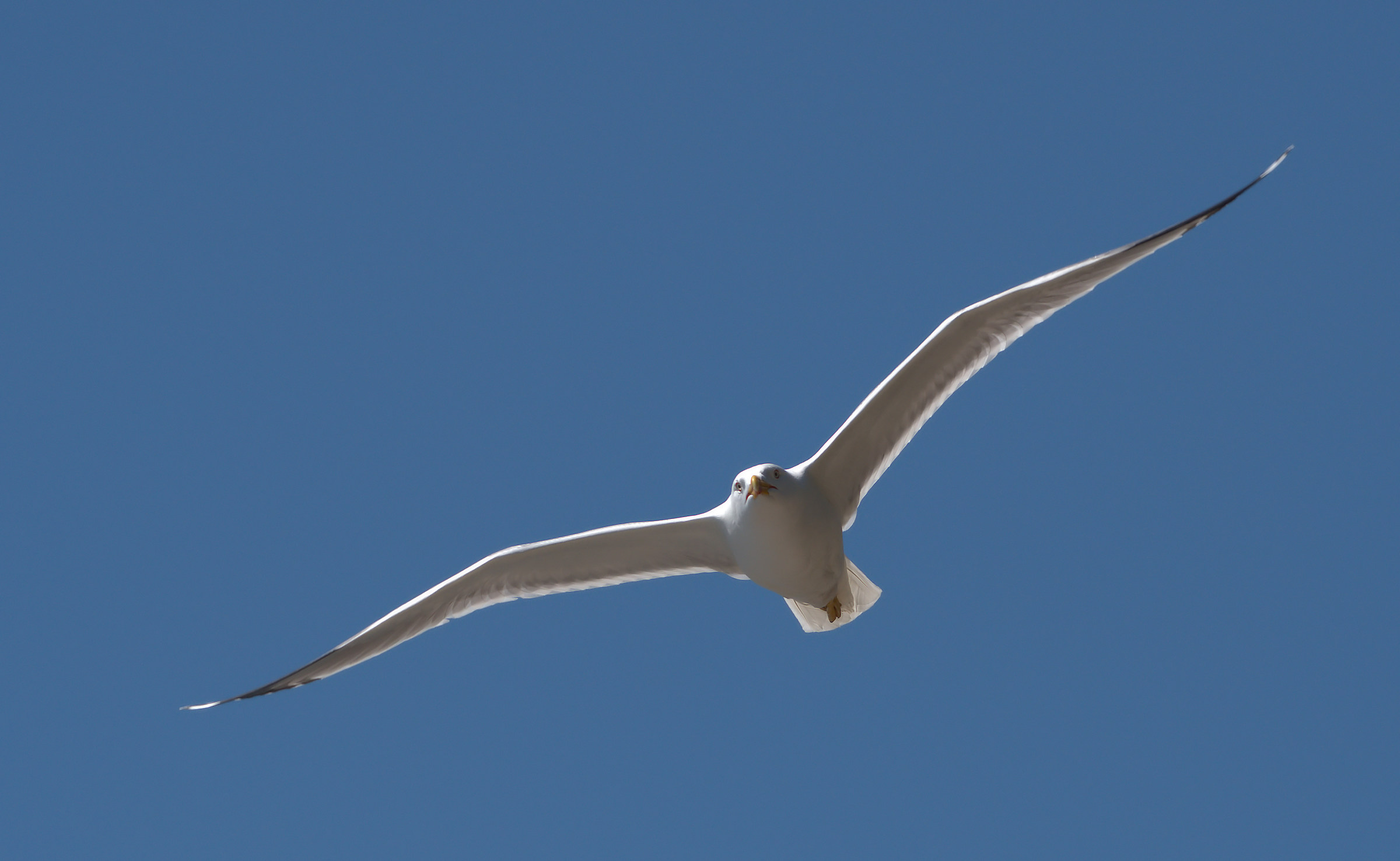 Seagull