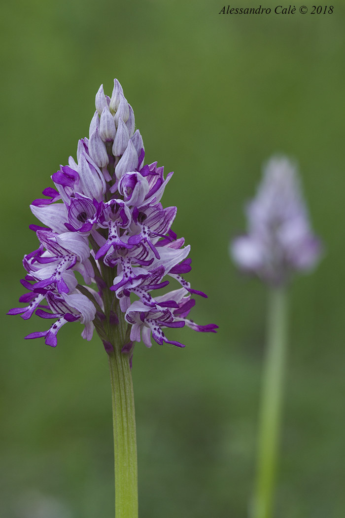 Orchis militaris 6643