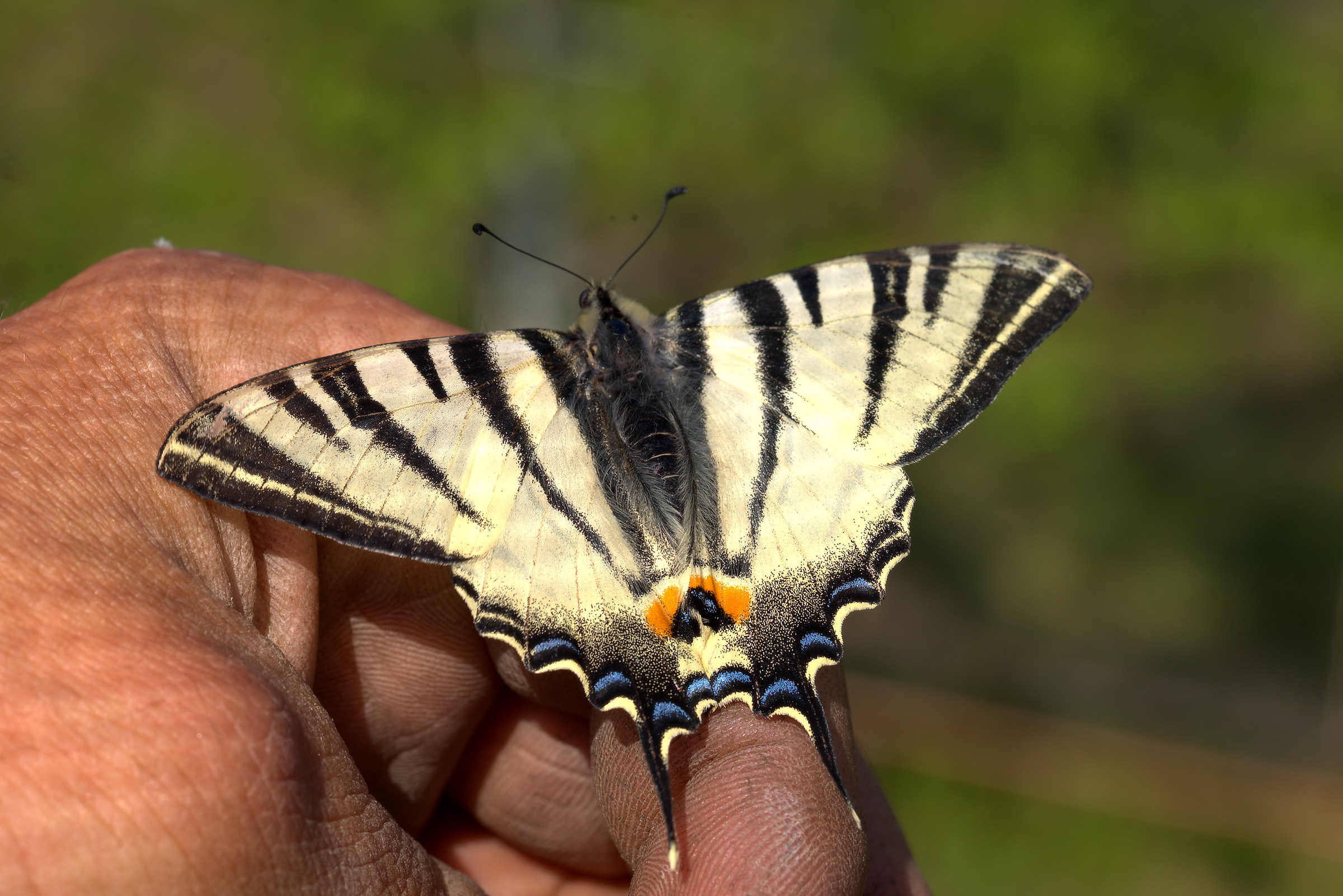 Saved and photographed