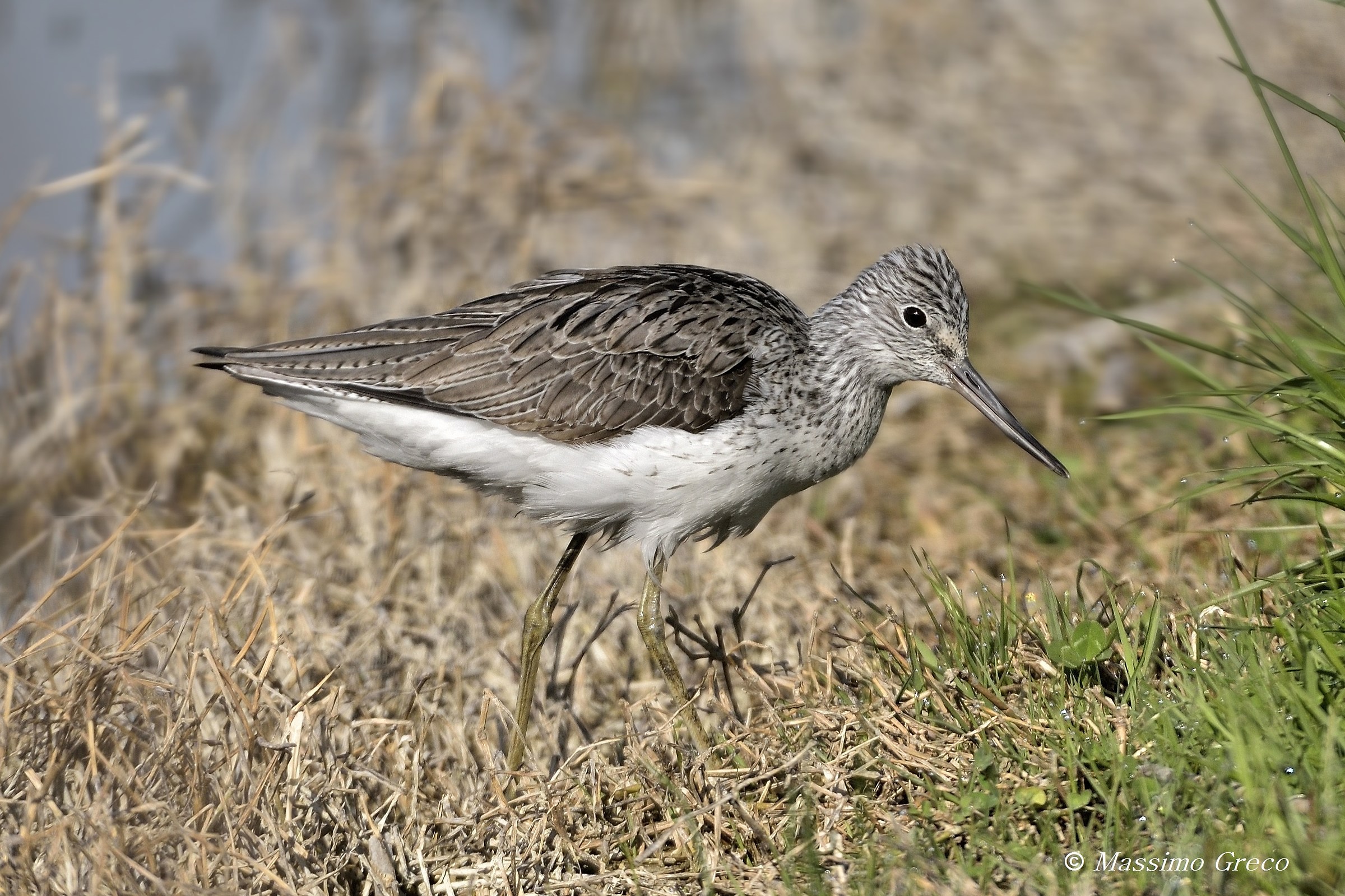 Greenshank-Tringa nebularia