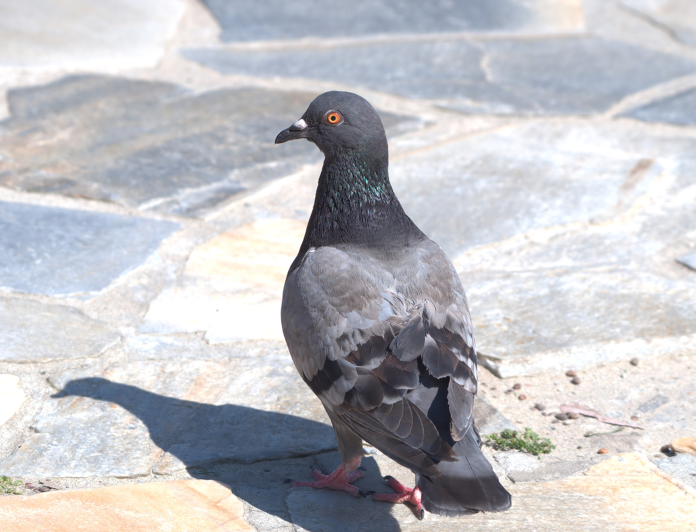 Pigeon