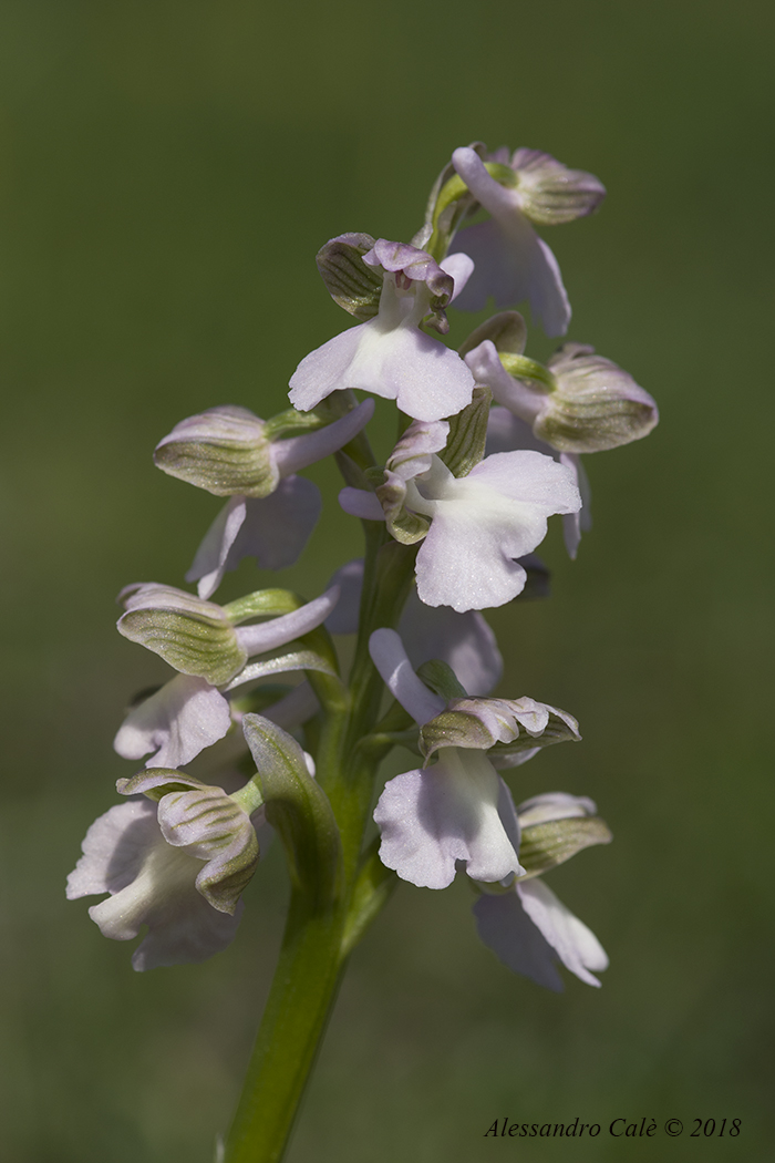 Anacamptis morio 6681