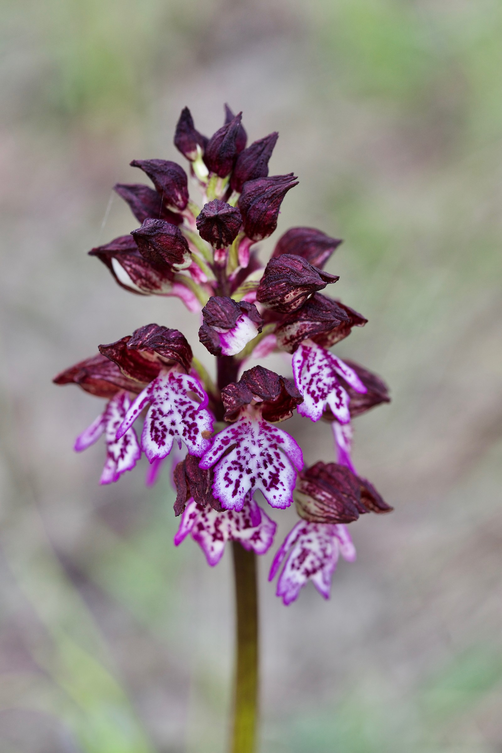Orchis purpurea (Albaretto Torre)